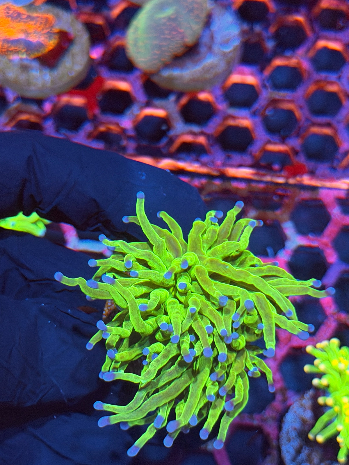 JEA Glitter Holy Grail Torch Coral 1 Head XL Splitting
