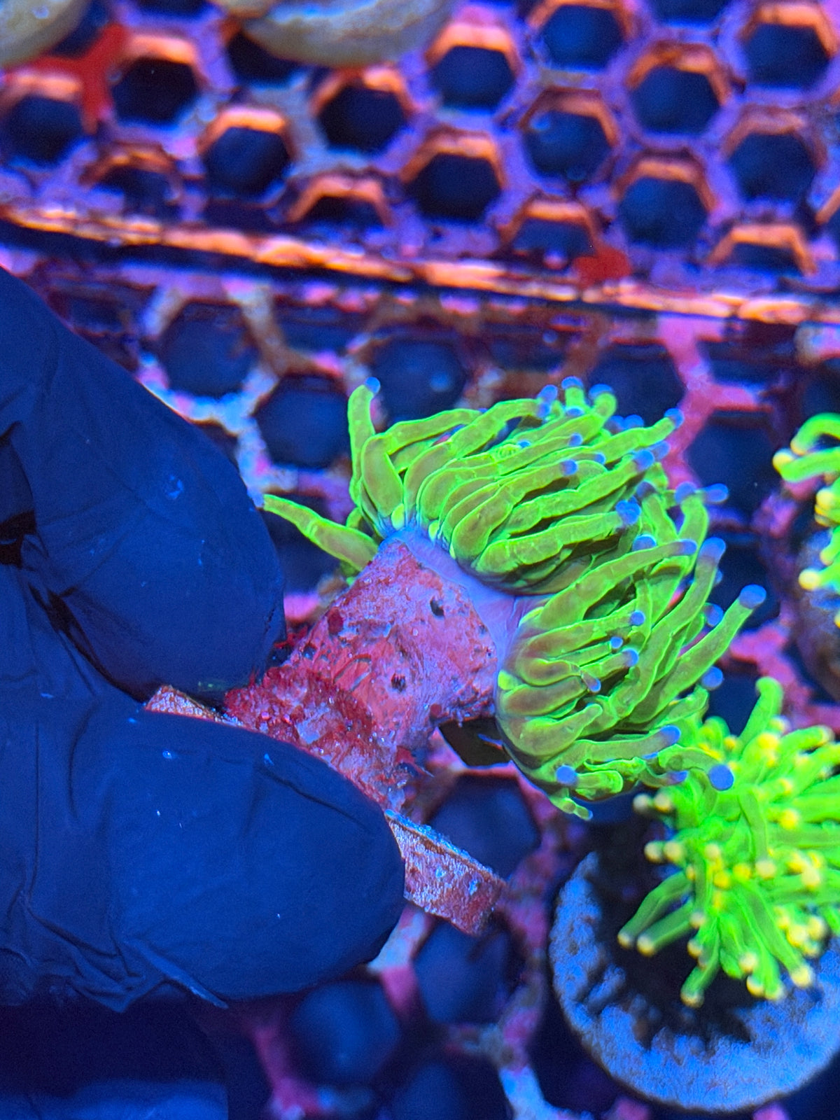JEA Glitter Holy Grail Torch Coral 1 Head XL Splitting