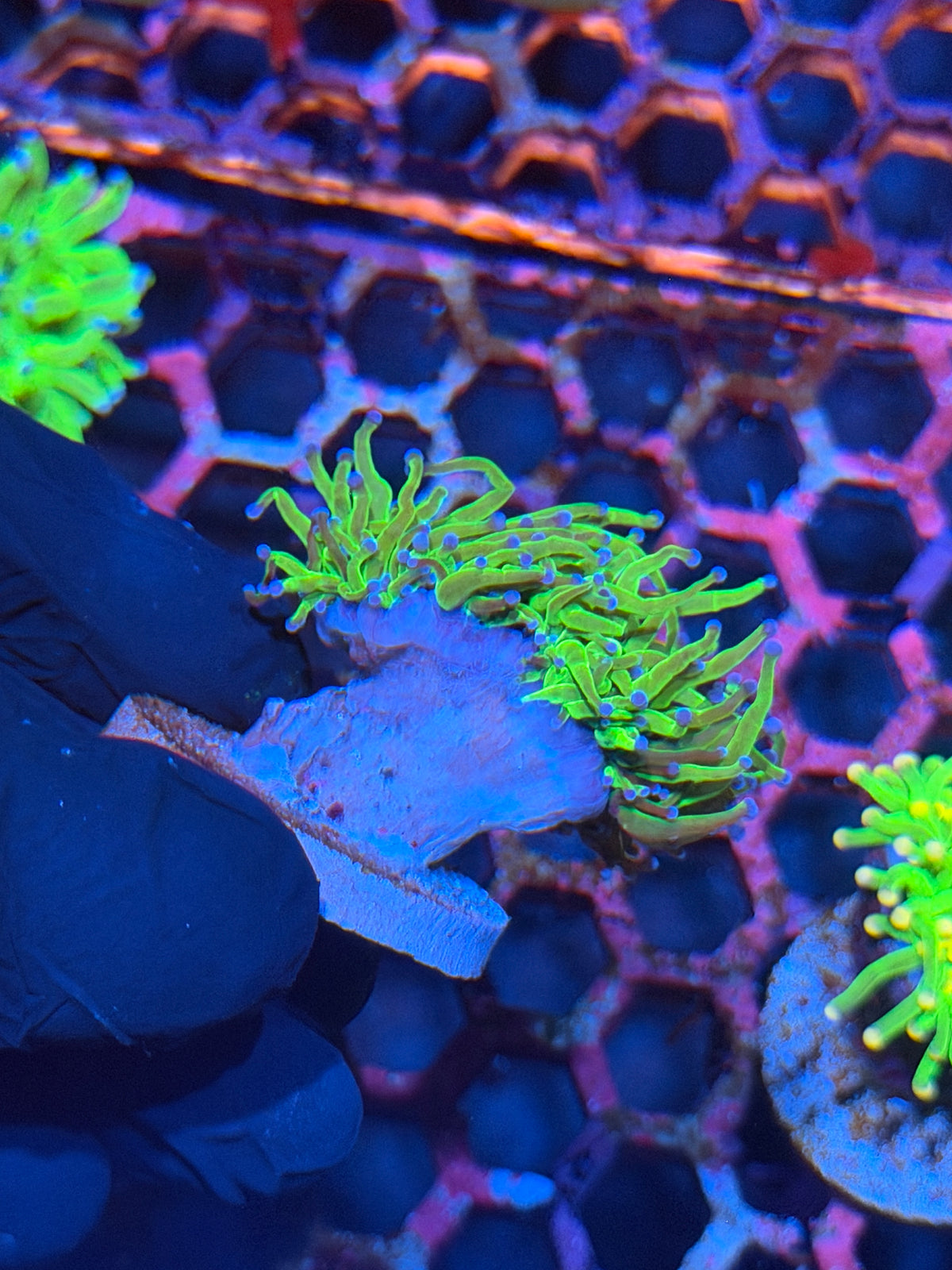 JEA Todds Torch Coral 1 XL Head Splitting