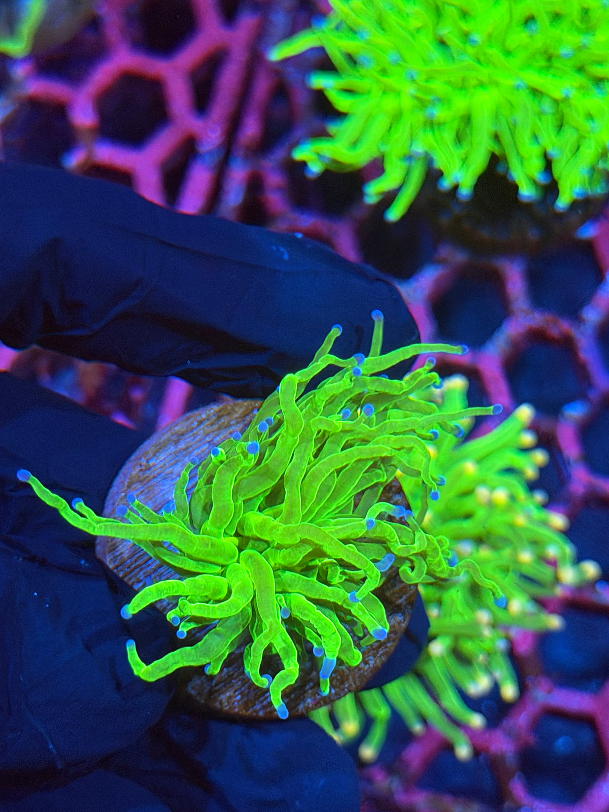 JEA Todds Torch Coral 1 Head XL
