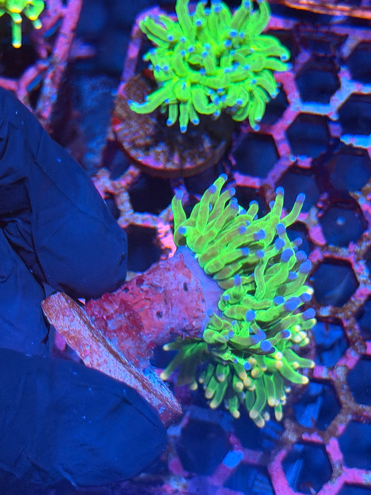 JEA Glitter Holy Grail Torch Coral 1 XL Head