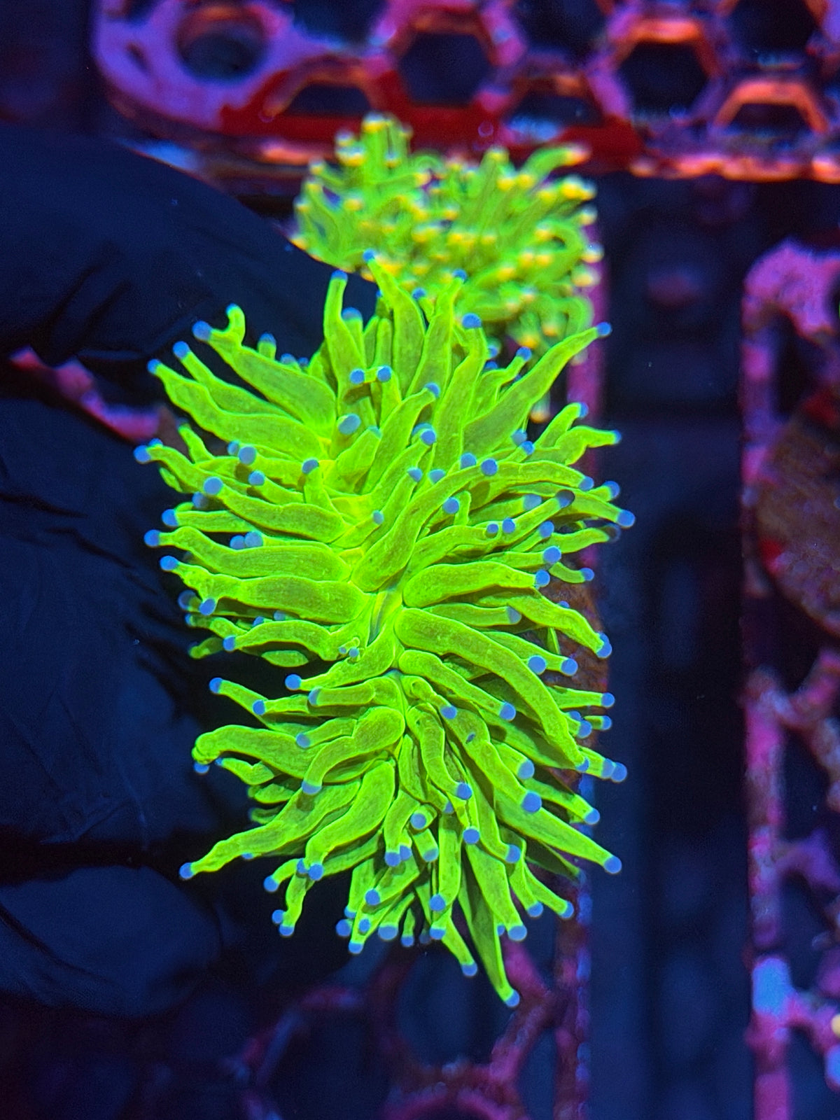 JEA Glitter Holy Grail Torch Coral XXL Splitting to 2