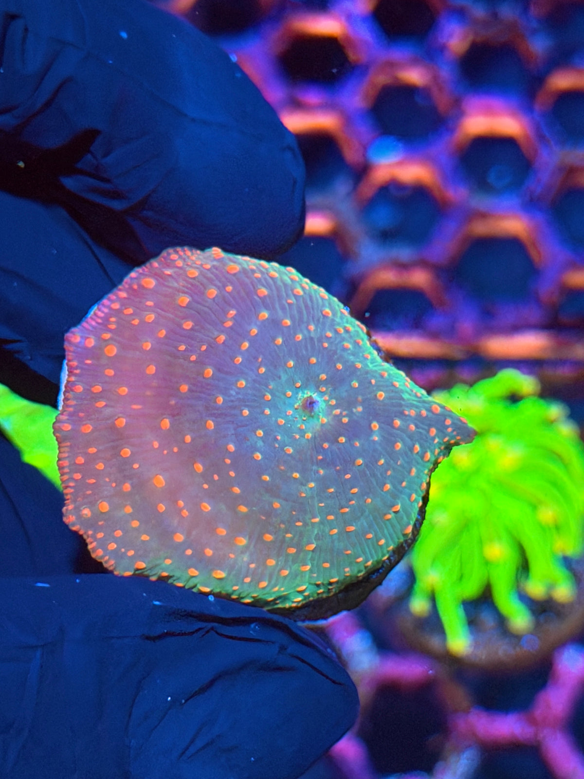 JEA Rainbow Discosoma Mushroom Coral XL