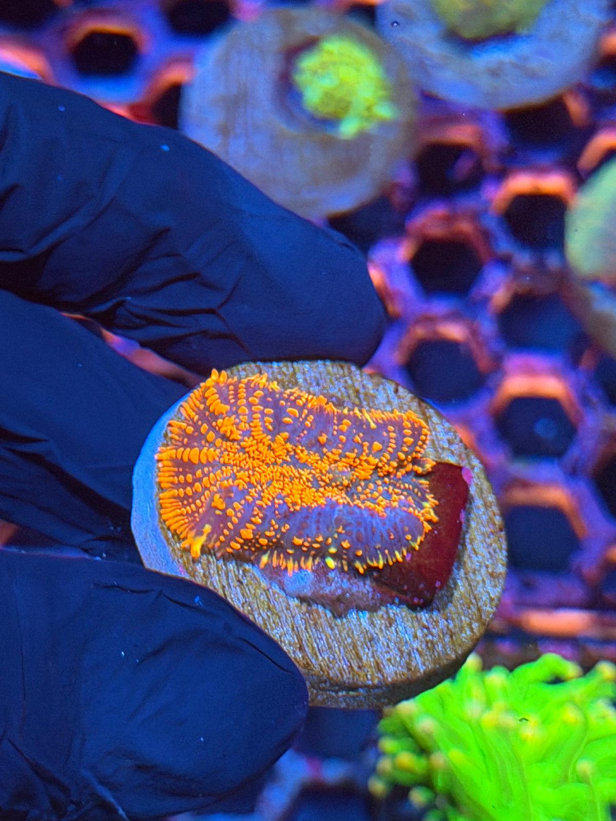 JEA Incinerator Mushroom Coral