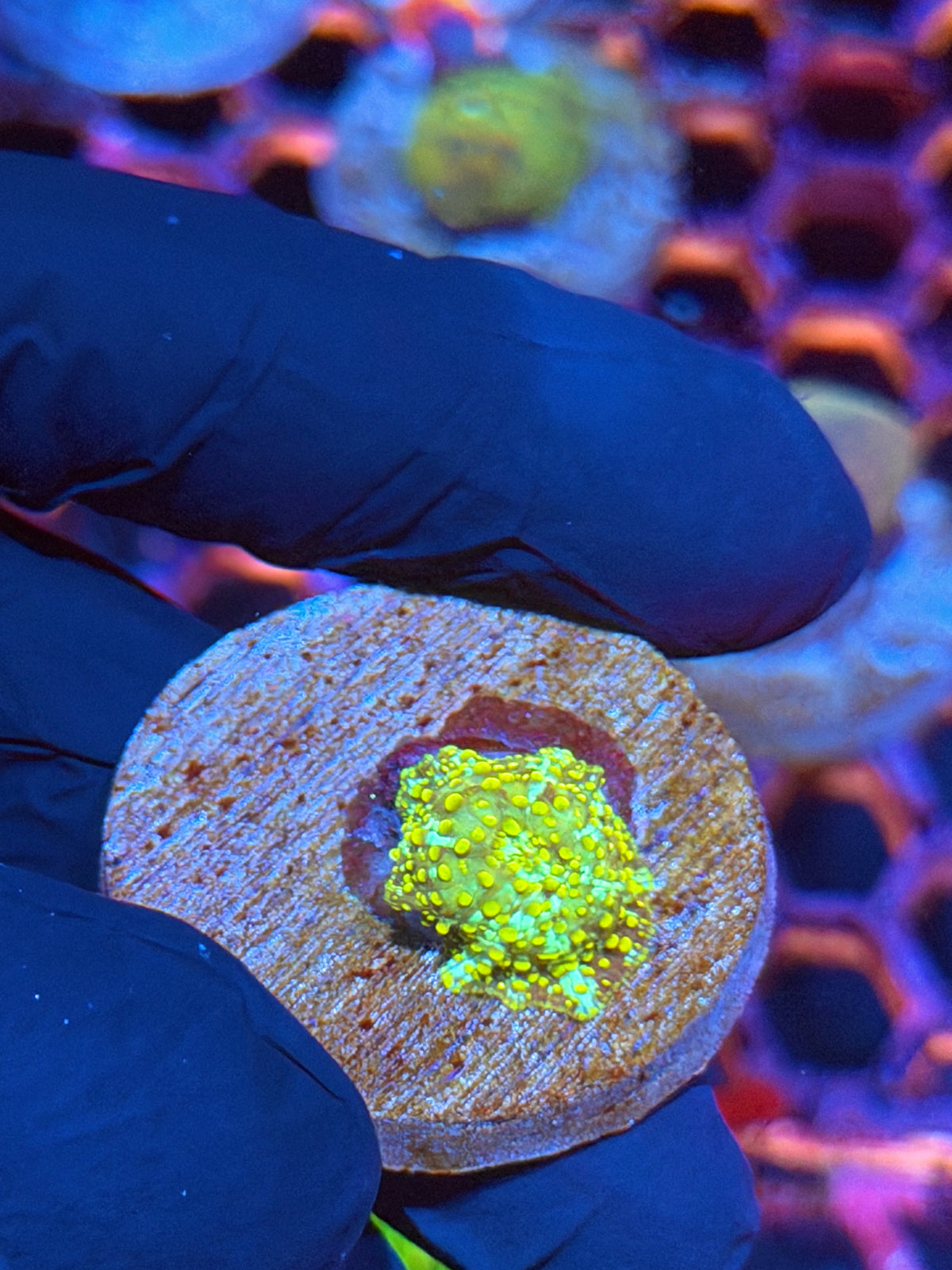 JEA Thunderbolt Jawbreaker Mushroom Coral BRIGHT