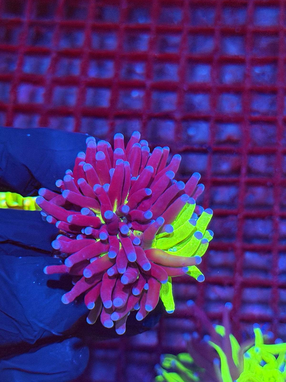 JEA Grafted Holy Grail Torch Coral 1 XL Head Splitting *Collectors Piece* 10/5