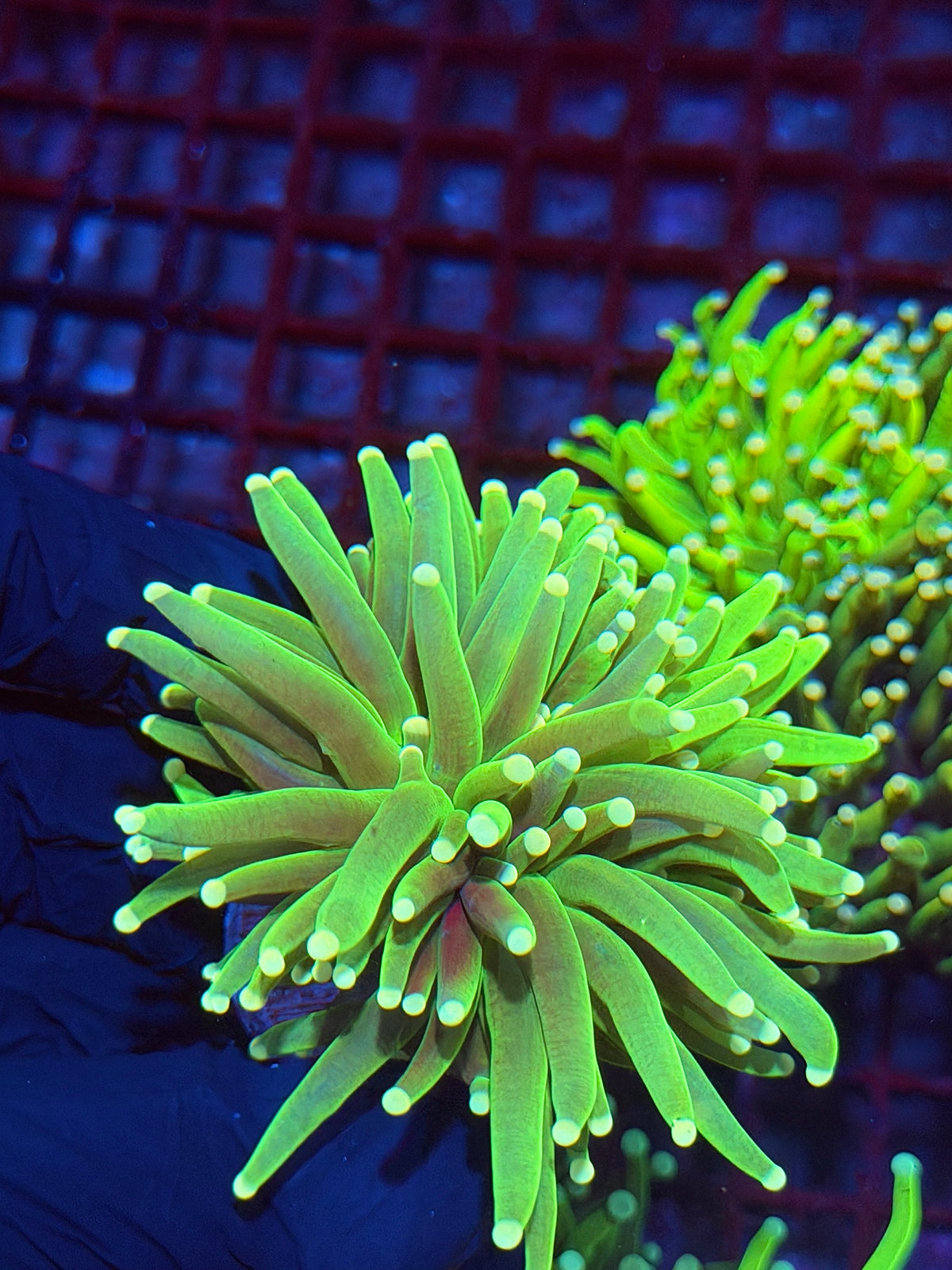 JEA Grafted Master Holy Grail Torch Coral 1 XL Head 10/5