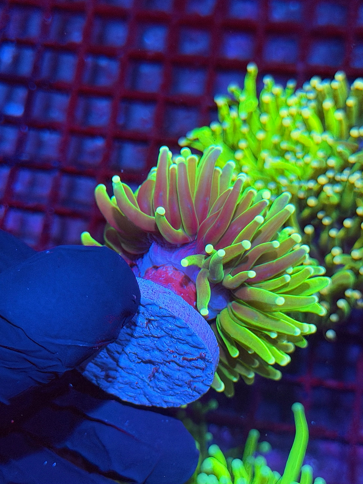 JEA Grafted Master Holy Grail Torch Coral 1 XL Head 10/5