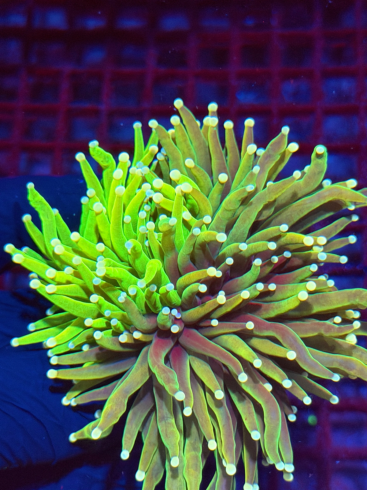 JEA Chimera Grafted Holy Grail Torch Coral 3 Heads Splitting Cluster XXXL Collectors Piece 10/6