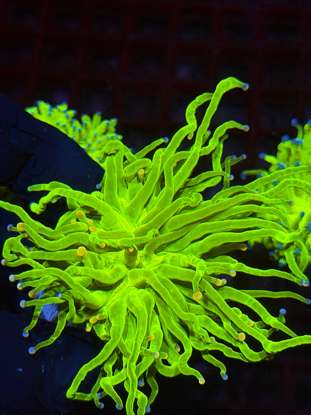 JEA Sweet Tarts Holy Grail Torch Coral 1 XL Head 10/5