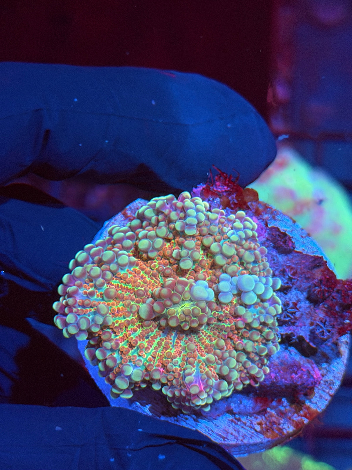 JEA Cosmic Eclipse Bouncing Yuma Mushroom Coral 10/6