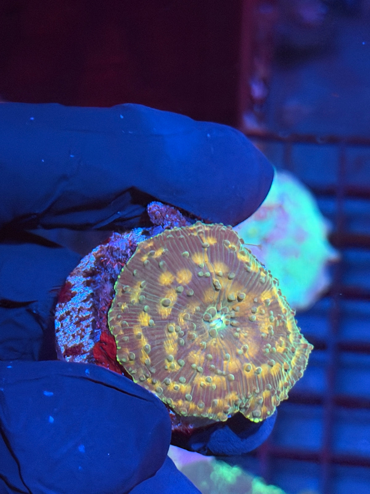JEA Interstellar Jawbreaker Mushroom Coral 10/5