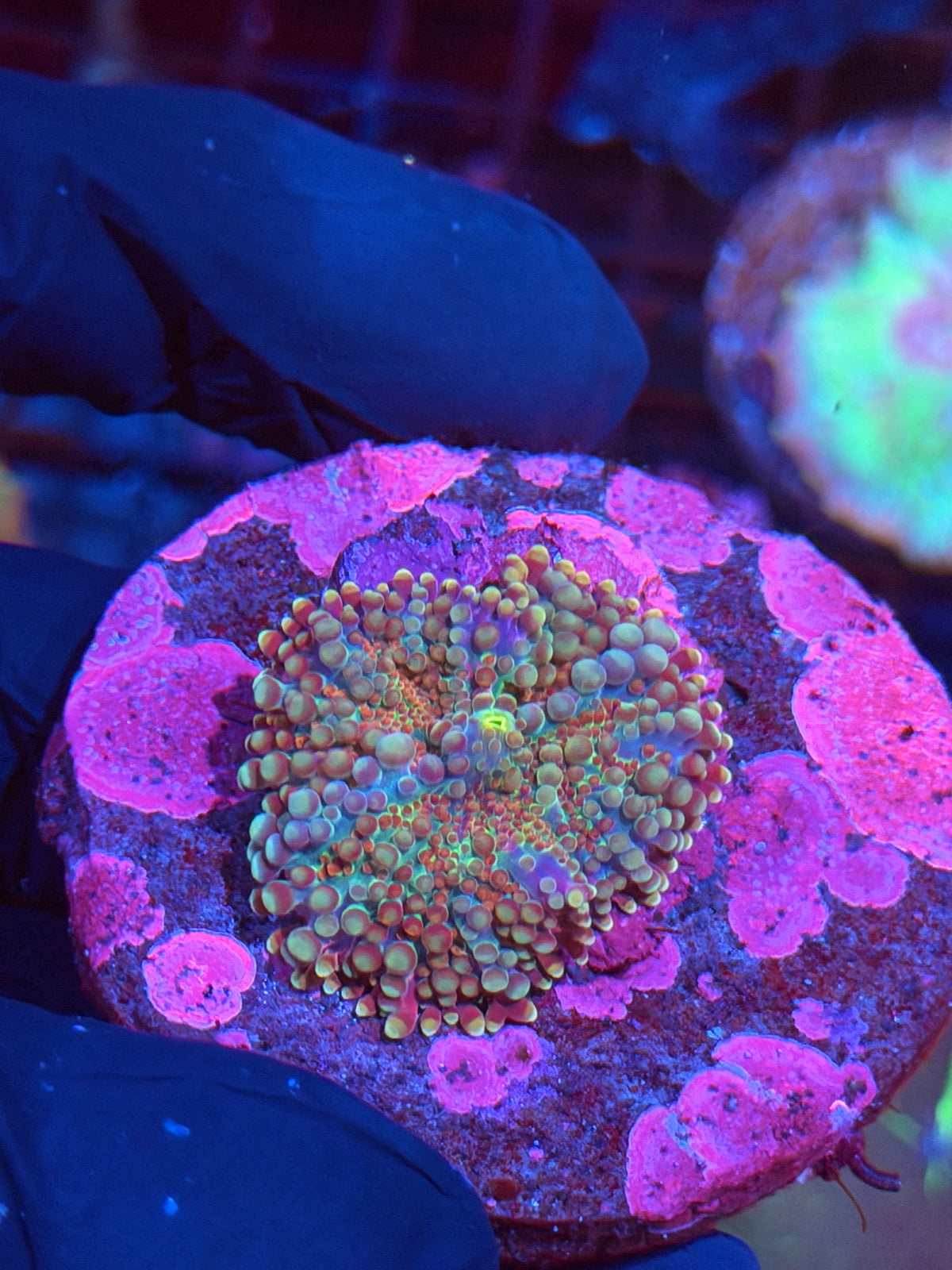 JEA Magneto Yuma Mushroom Coral 10/5