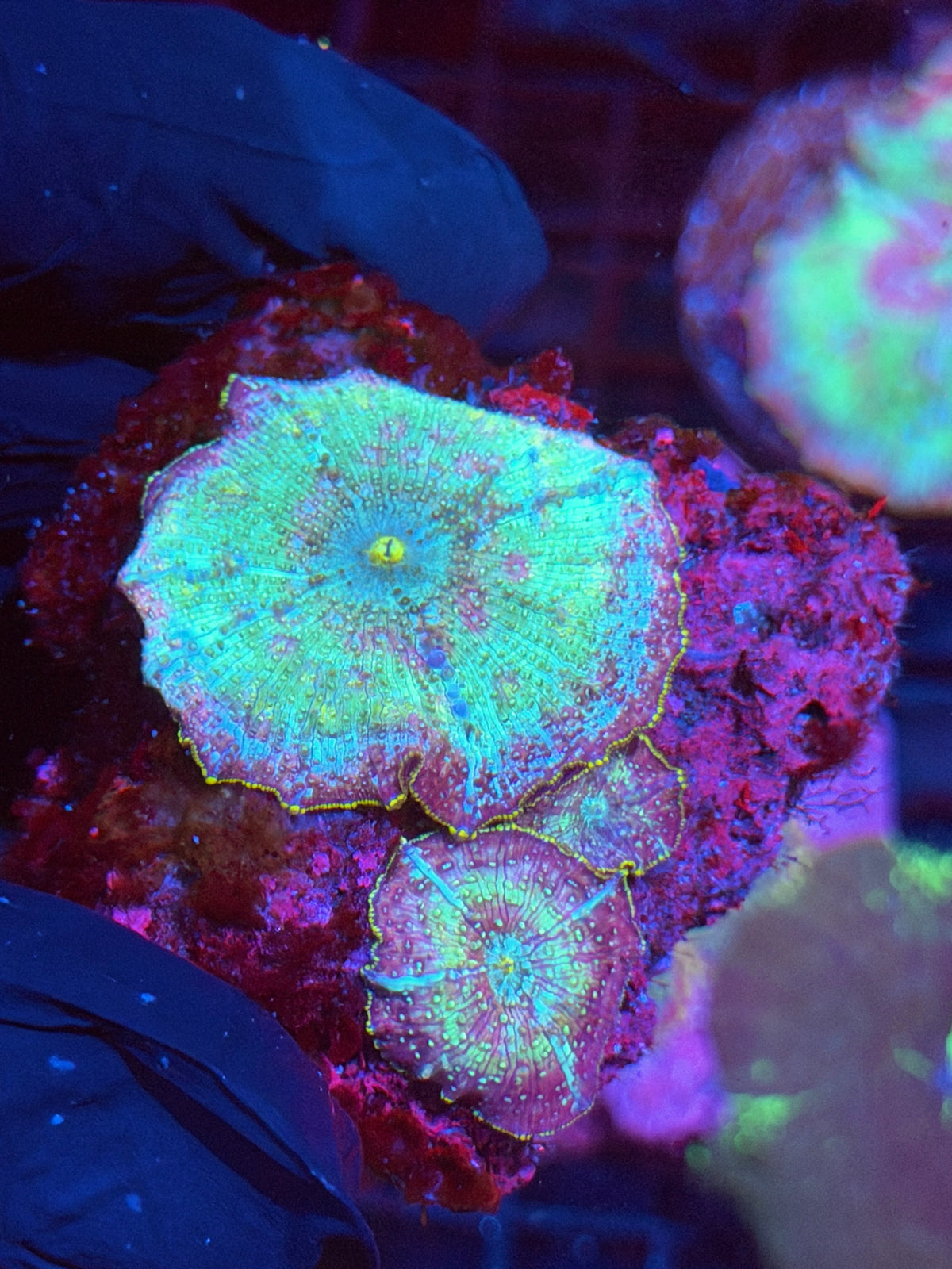 JEA Rainbow Galaxy Jawbreaker Mushroom Coral Colony 10/6