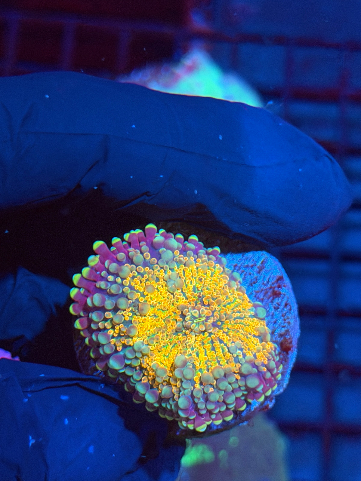 JEA Solar Beam Yuma Mushroom Coral BRIGHT 10/6