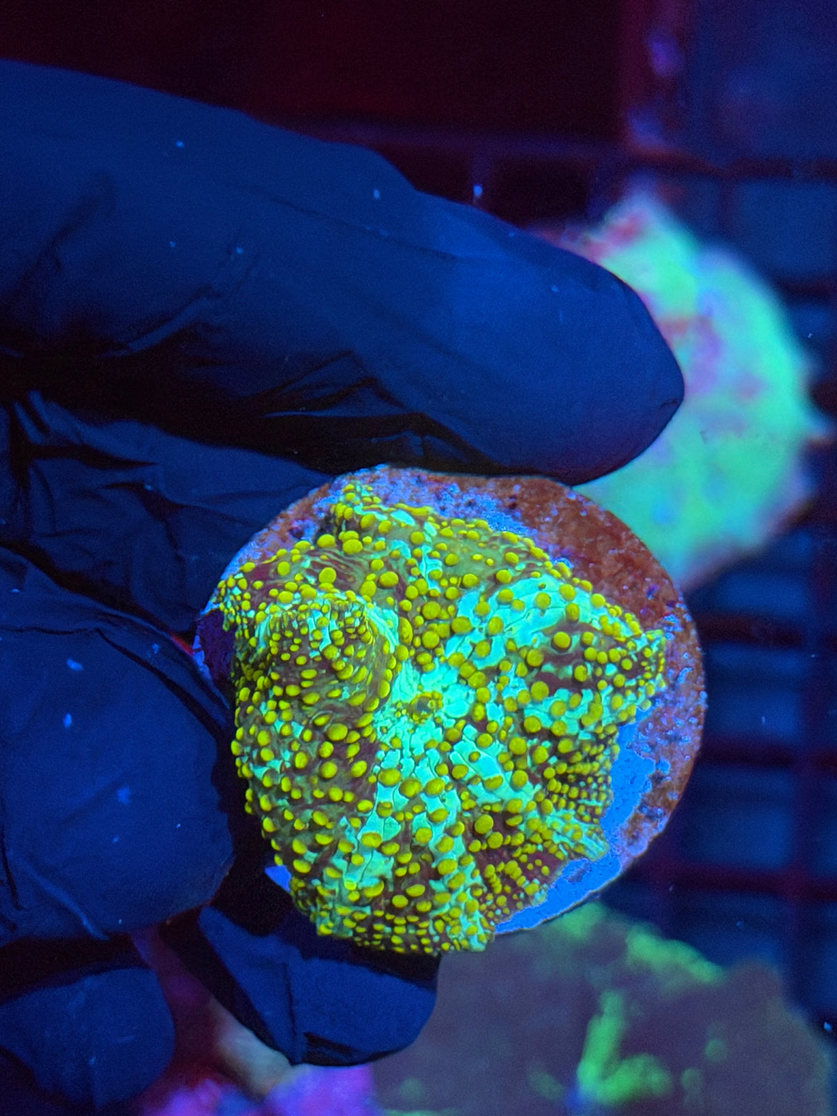 JEA King Midas Jawbreaker Mushroom Coral BRIGHT 10/6