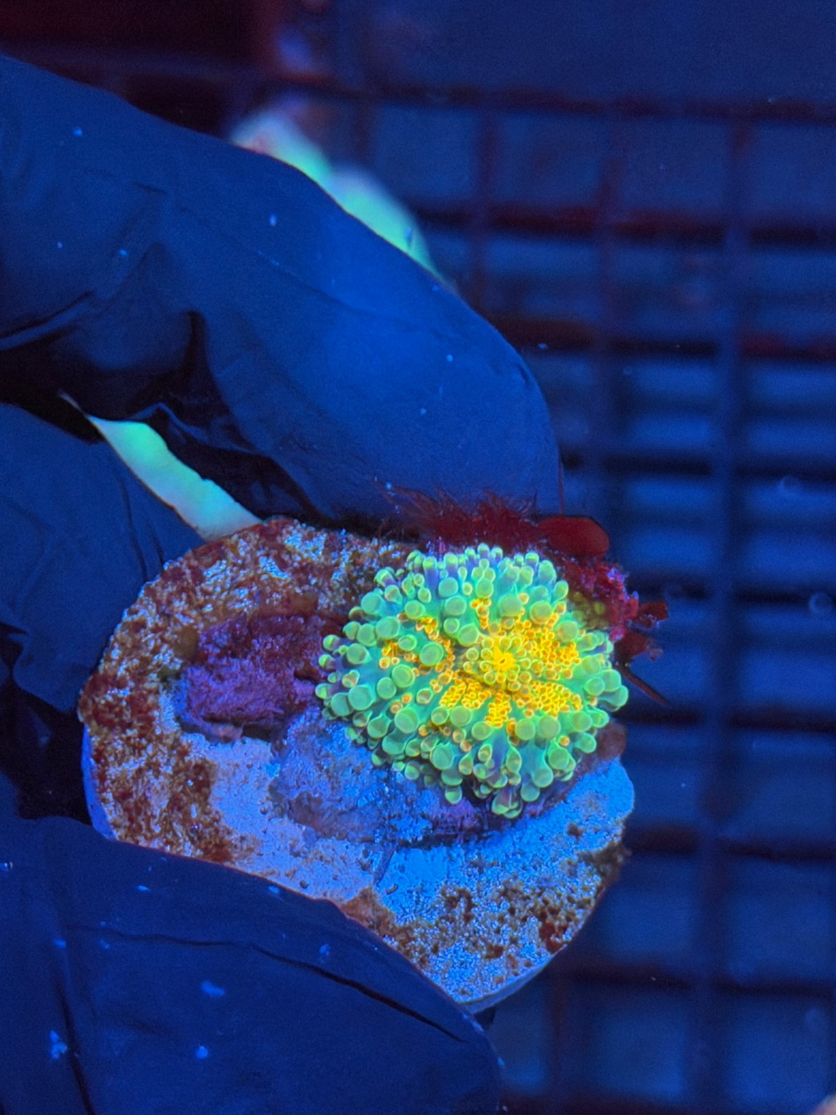 JEA Metropolis Yuma Mushroom Coral 10/5