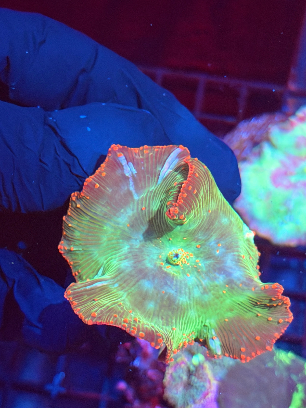 JEA Reptar Eclectus Mushroom Coral Mama + Baby XXL 10/6