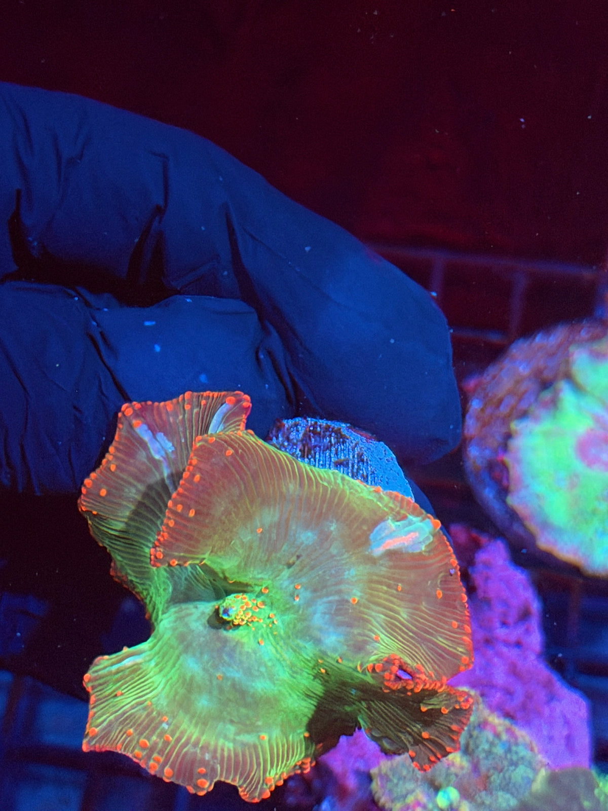JEA Reptar Eclectus Mushroom Coral Mama + Baby XXL 10/6