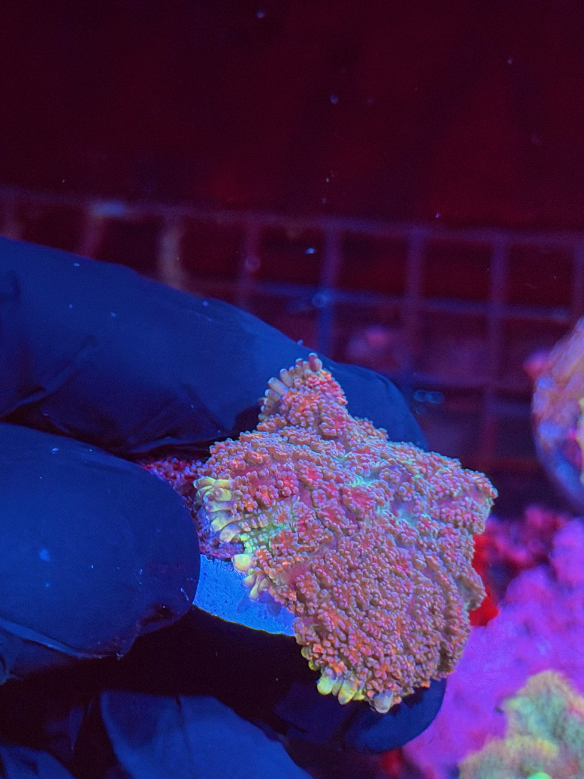 JEA Ghouls N Goblins Mushroom Coral XL 10/6