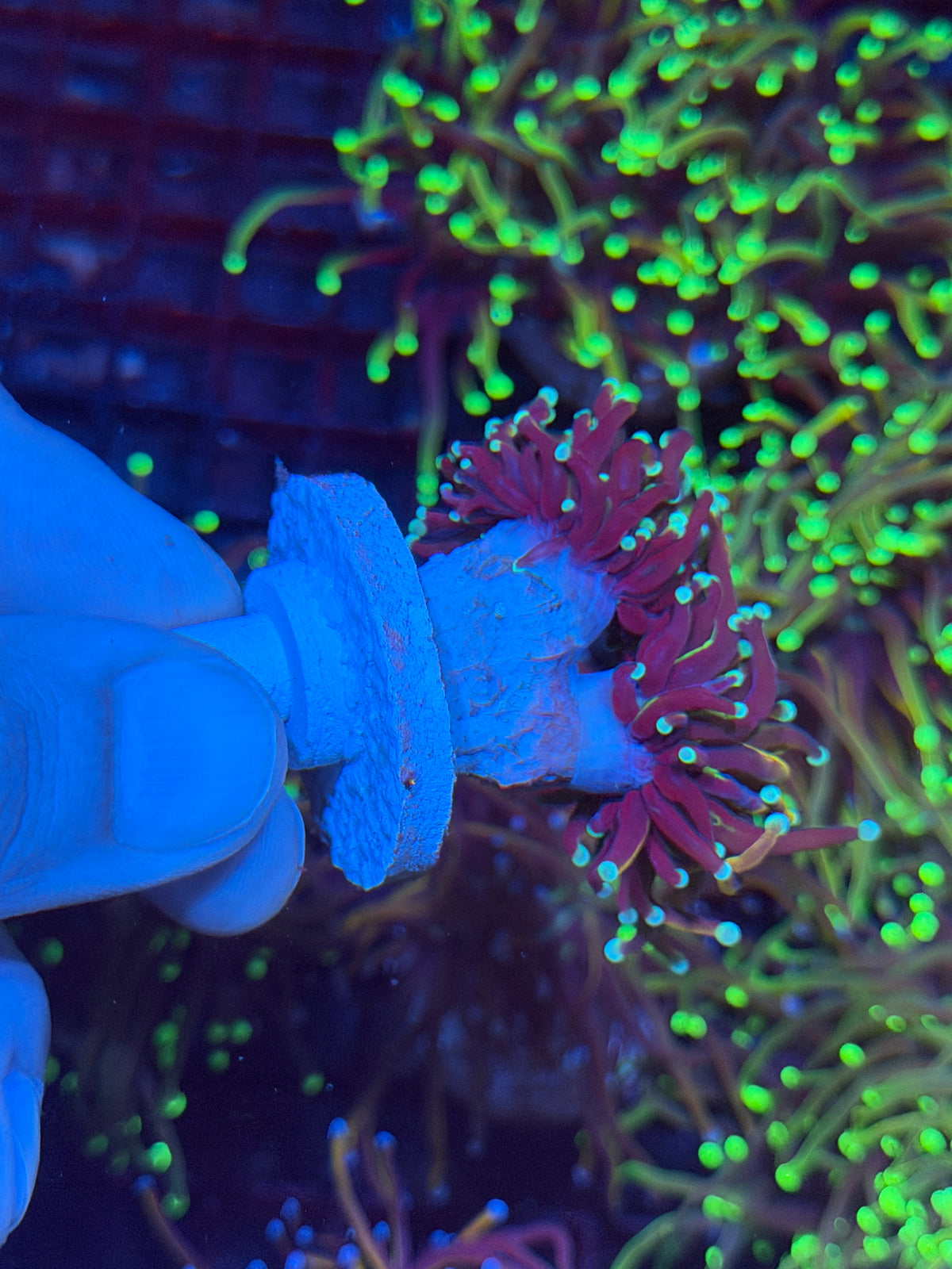 JEA Sub Zero Torch Coral 2 Heads XXL 10/5