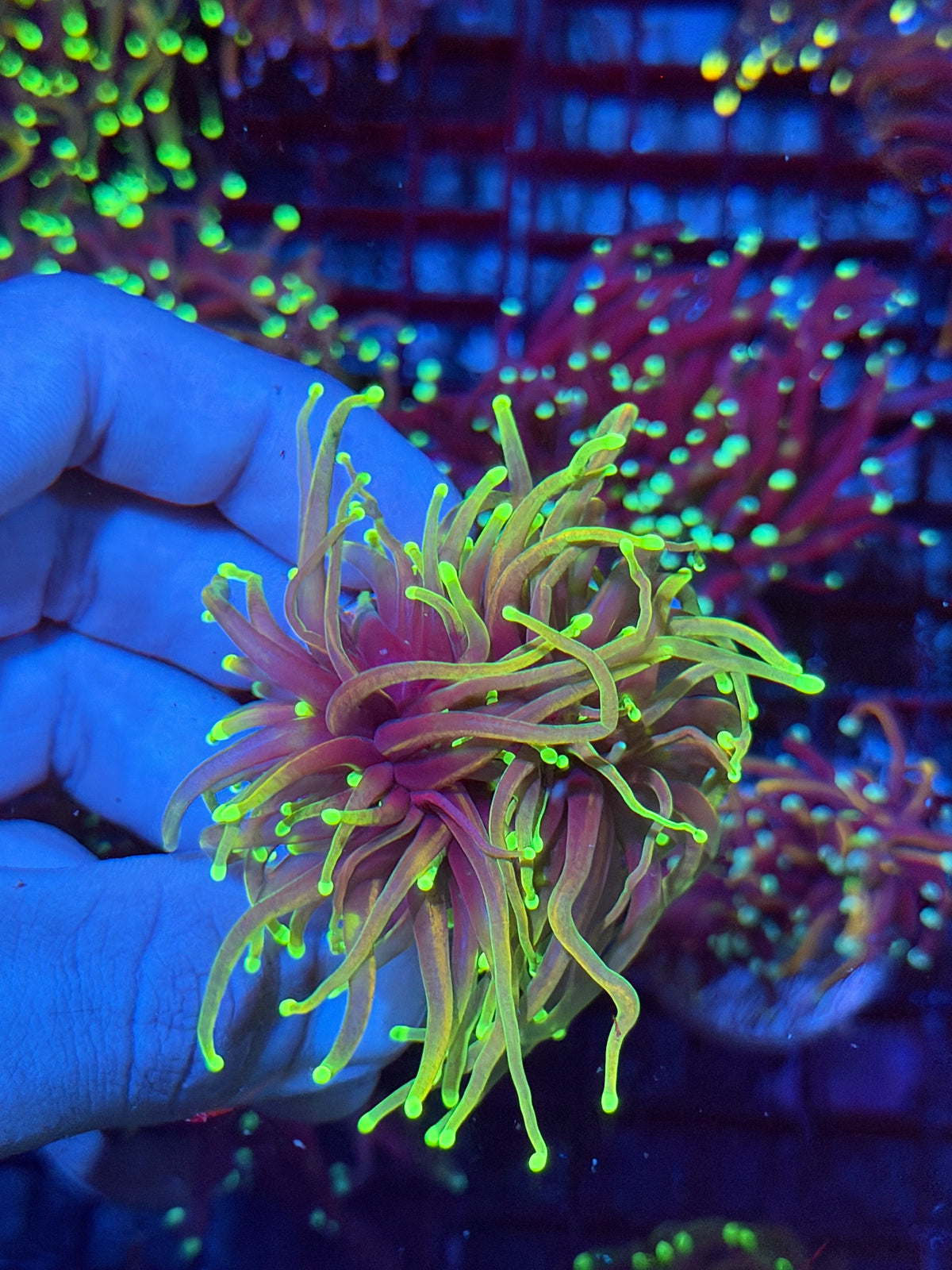 JEA Dragon Fire Torch Coral 2 Heads Splitting XL 10/6
