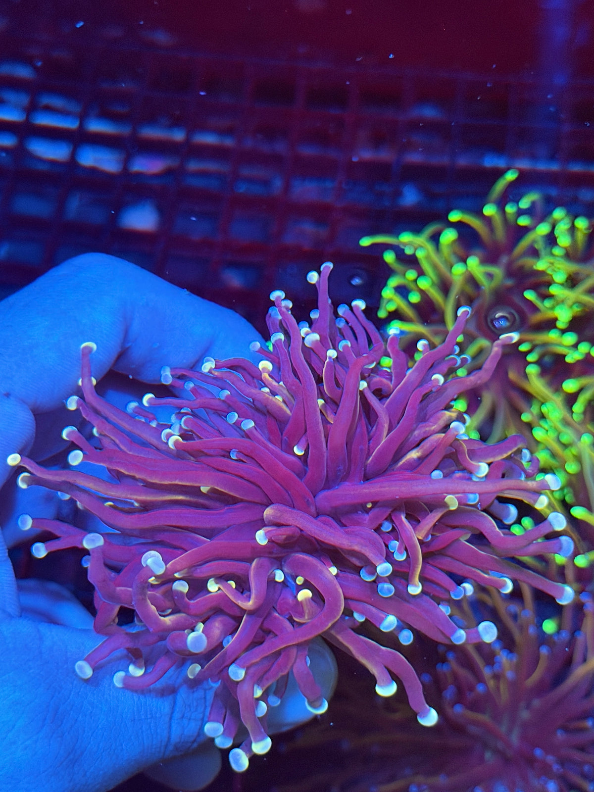 JEA Purple Rain Torch Coral 2 Heads Splitting XL 10/6