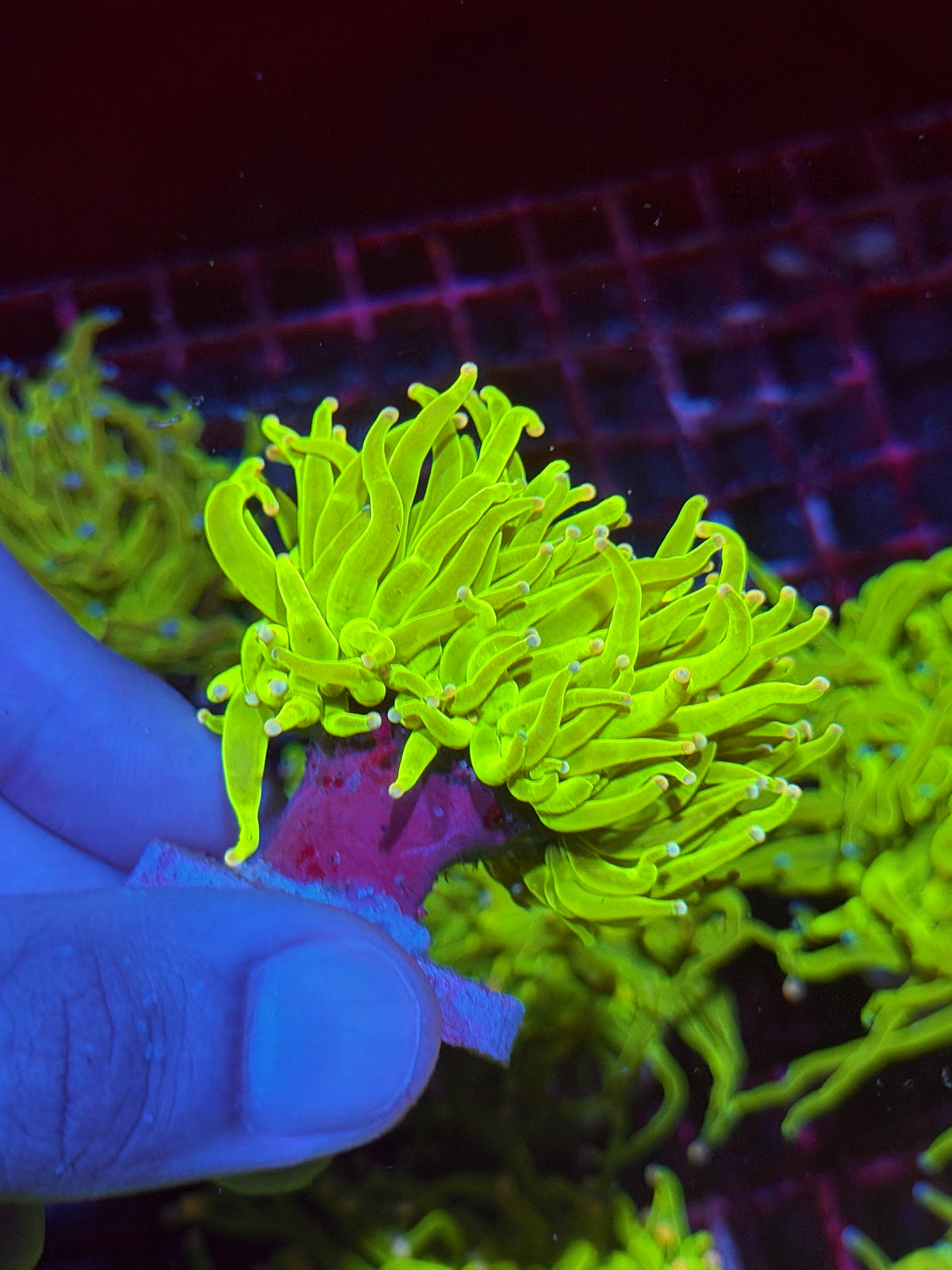 JEA Skittles Holy Grail Torch Coral 1 Head XL Splitting 10/6