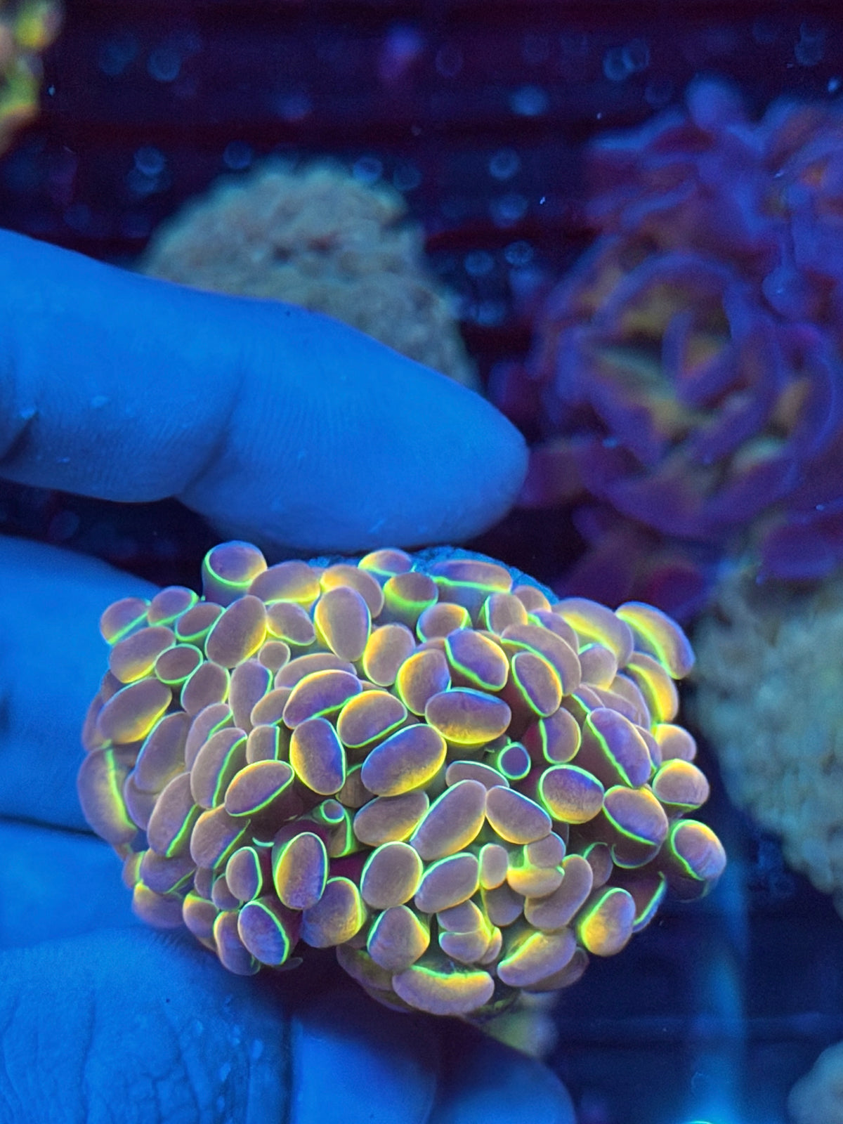 JEA Rainbow Dreams Hologram Hammer Coral 2 heads XL Collectors Piece 10/6