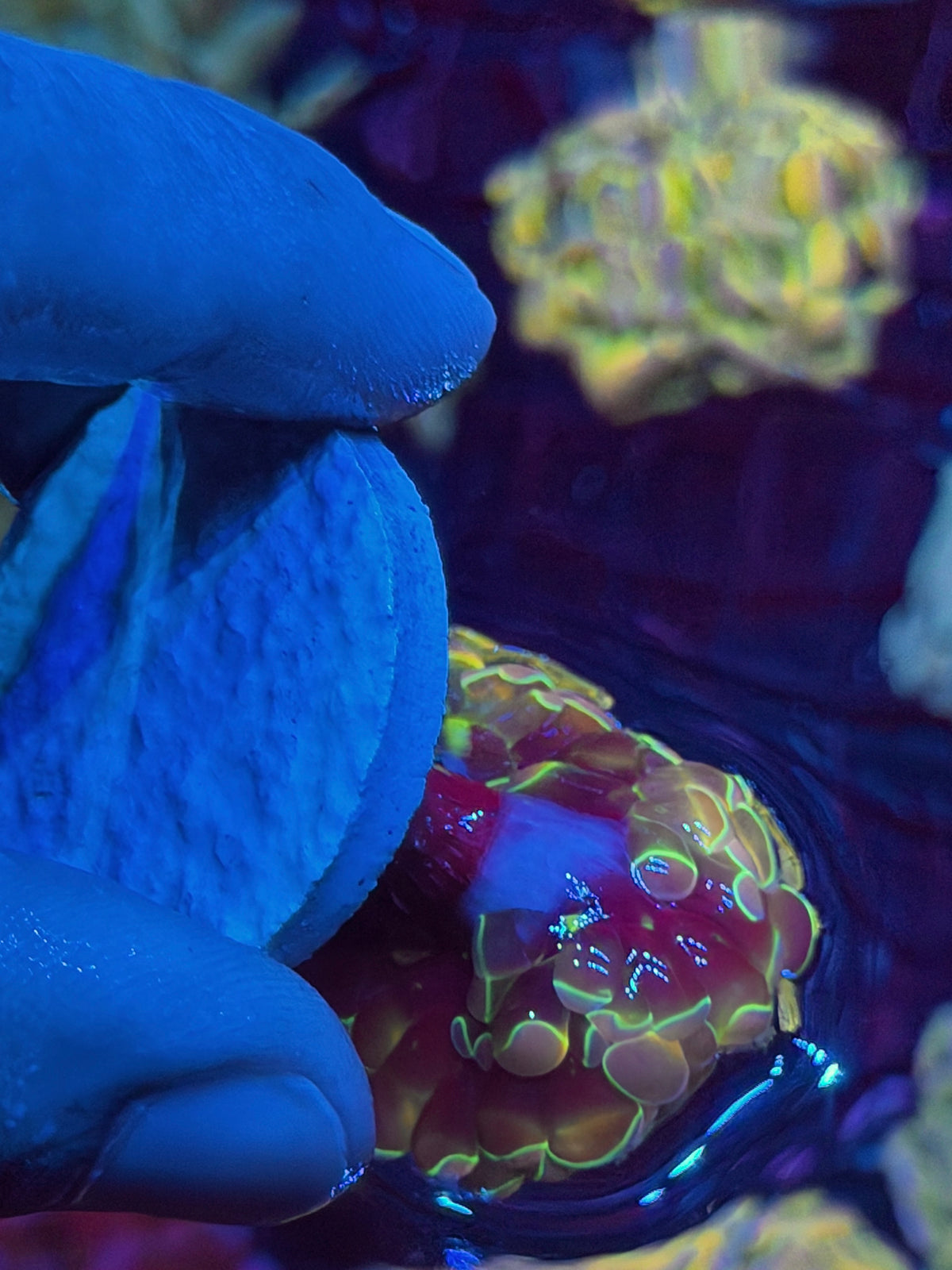 JEA Rainbow Dreams Hologram Hammer Coral 2 heads XL Collectors Piece 10/6