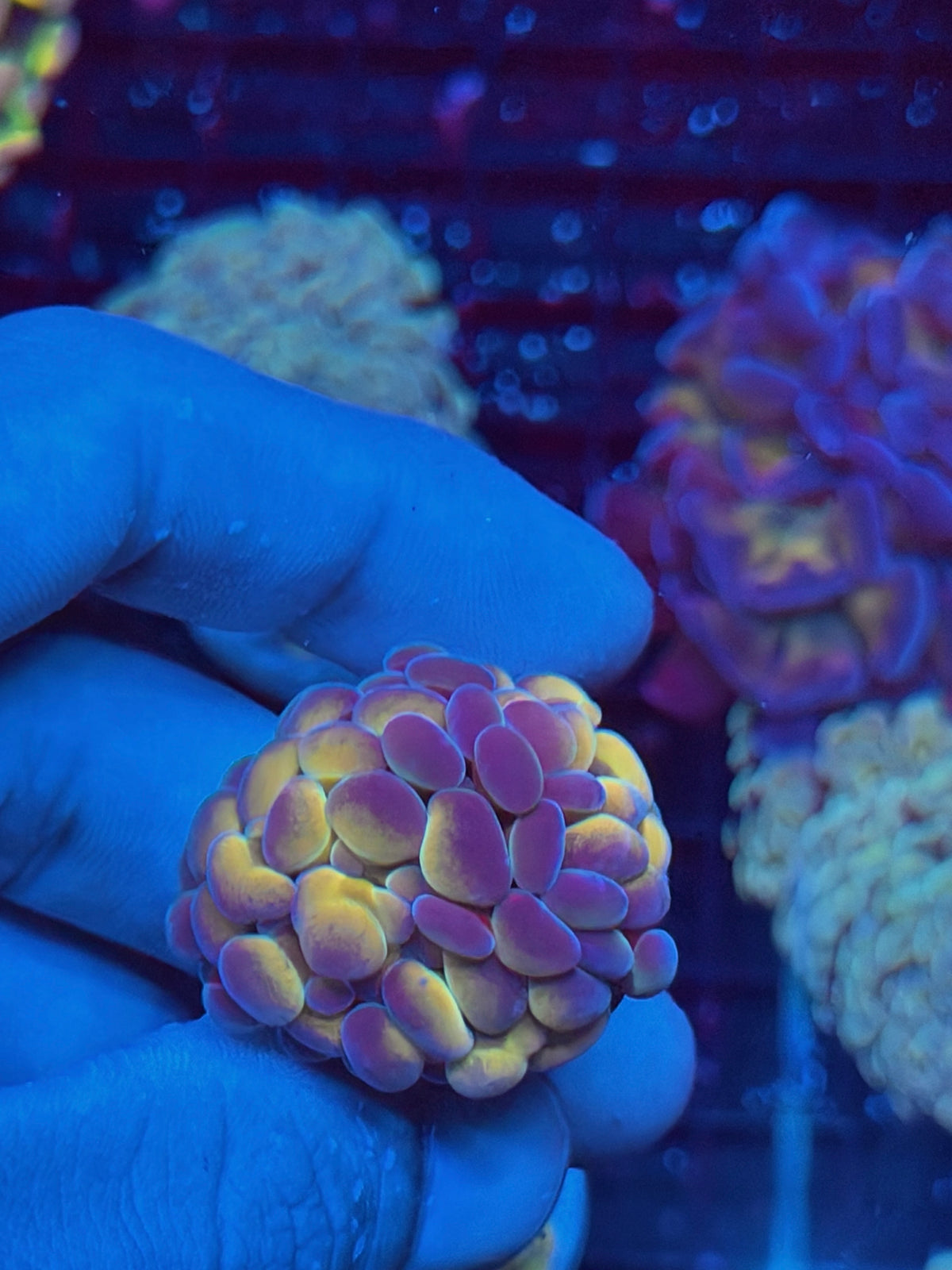JEA Orange Hologram Hammer Coral 2 Heads Splitting XL 10/5