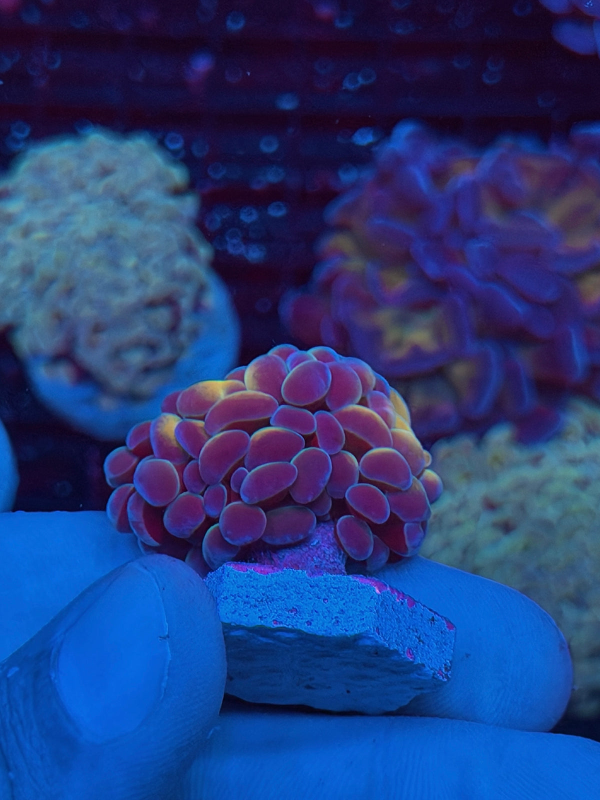 JEA Orange Hologram Hammer Coral 2 Heads Splitting XL 10/5