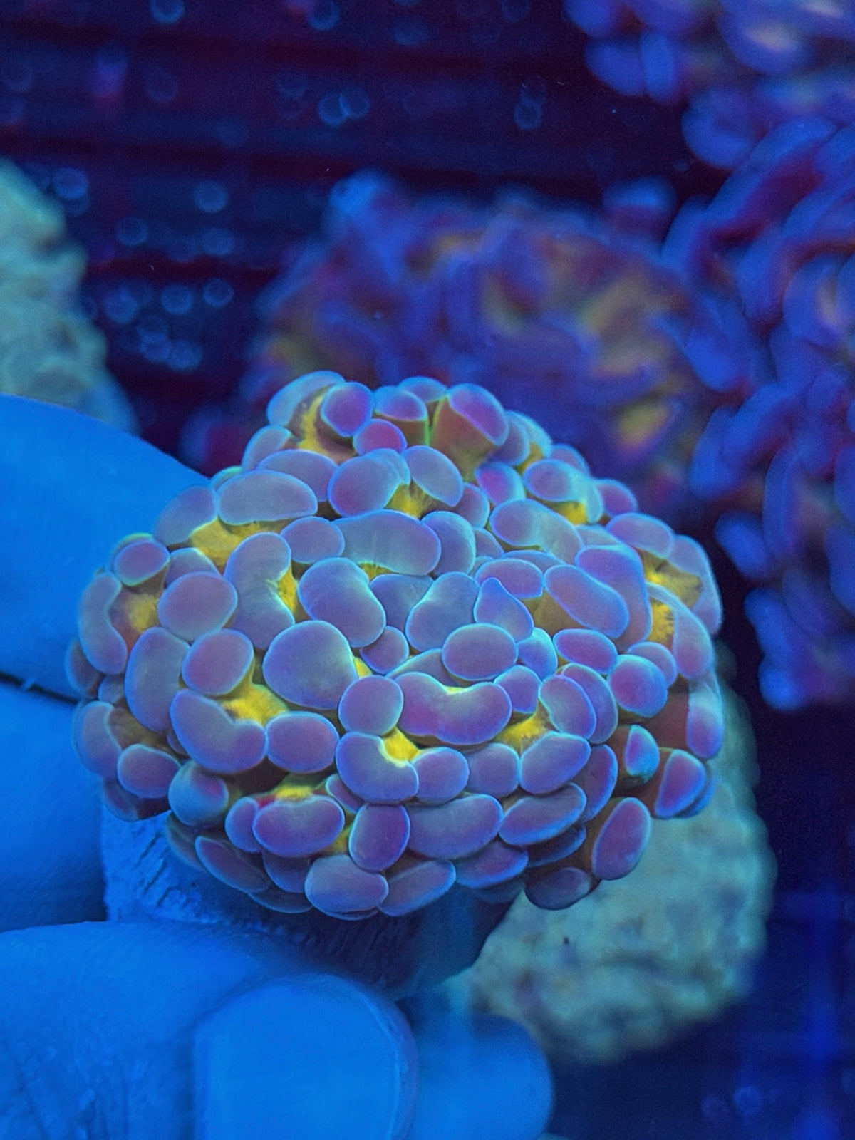 JEA Rainbow Blaster Hammer Coral 1 XL Head 10/6
