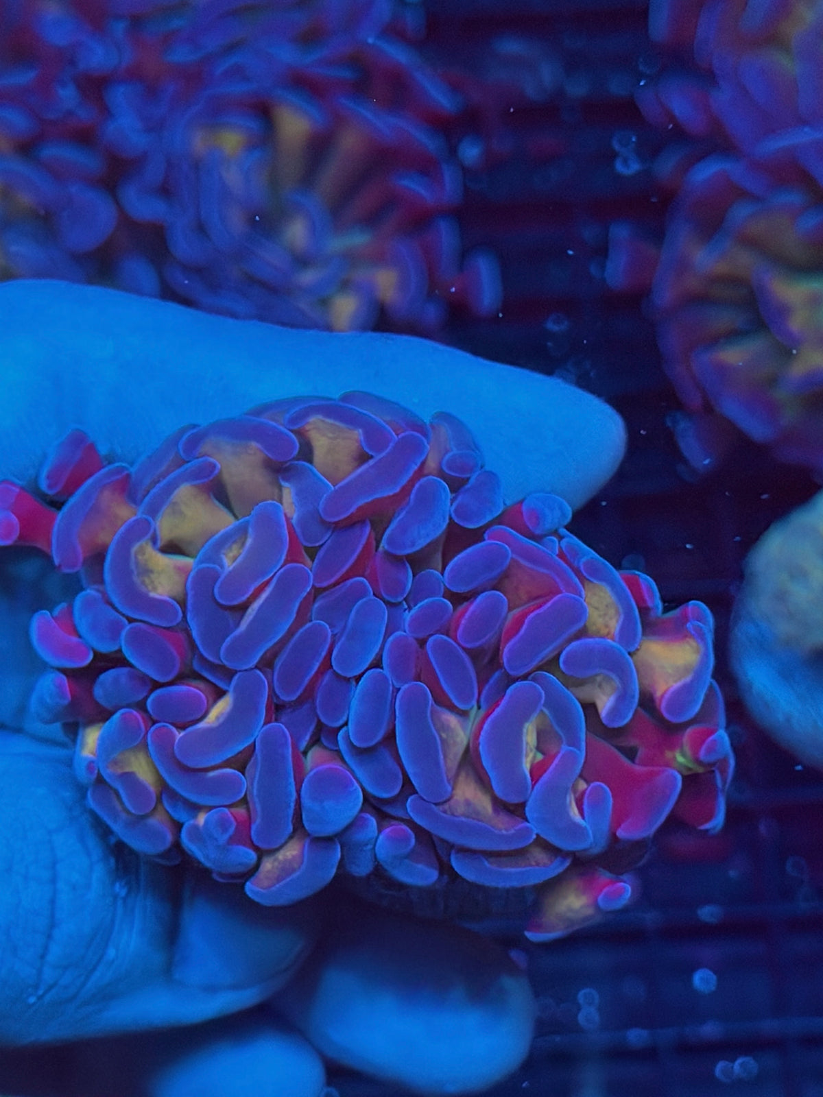 JEA Freakshow Hammer Coral 2 Heads XL 10/6