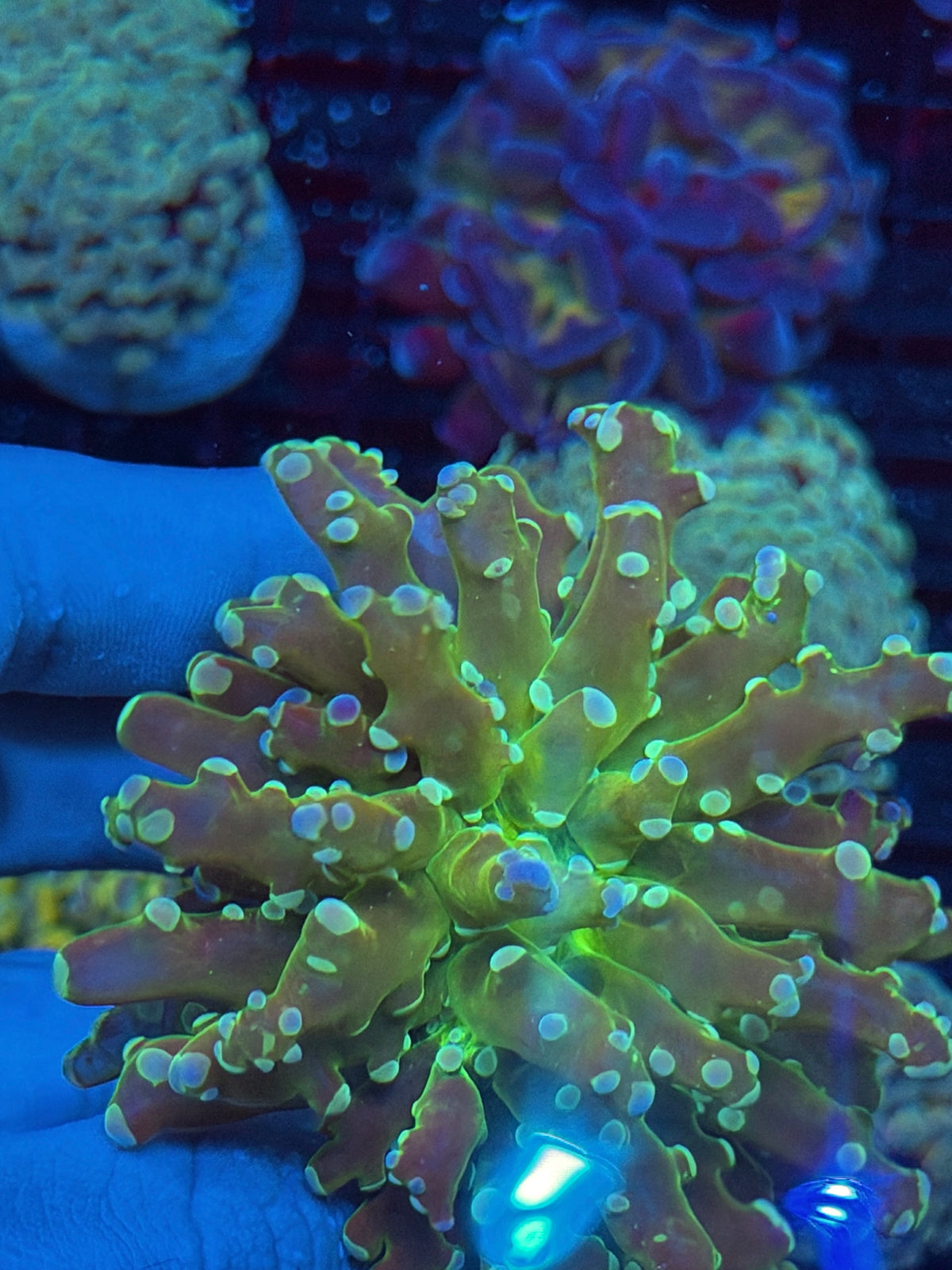 JEA Holy Relic Frogspawn Coral 1 XL Head 10/6