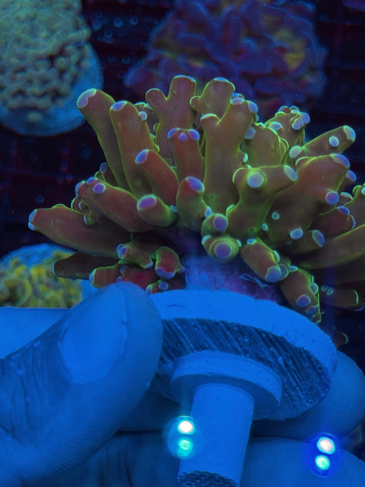 JEA Holy Relic Frogspawn Coral 1 XL Head 10/6