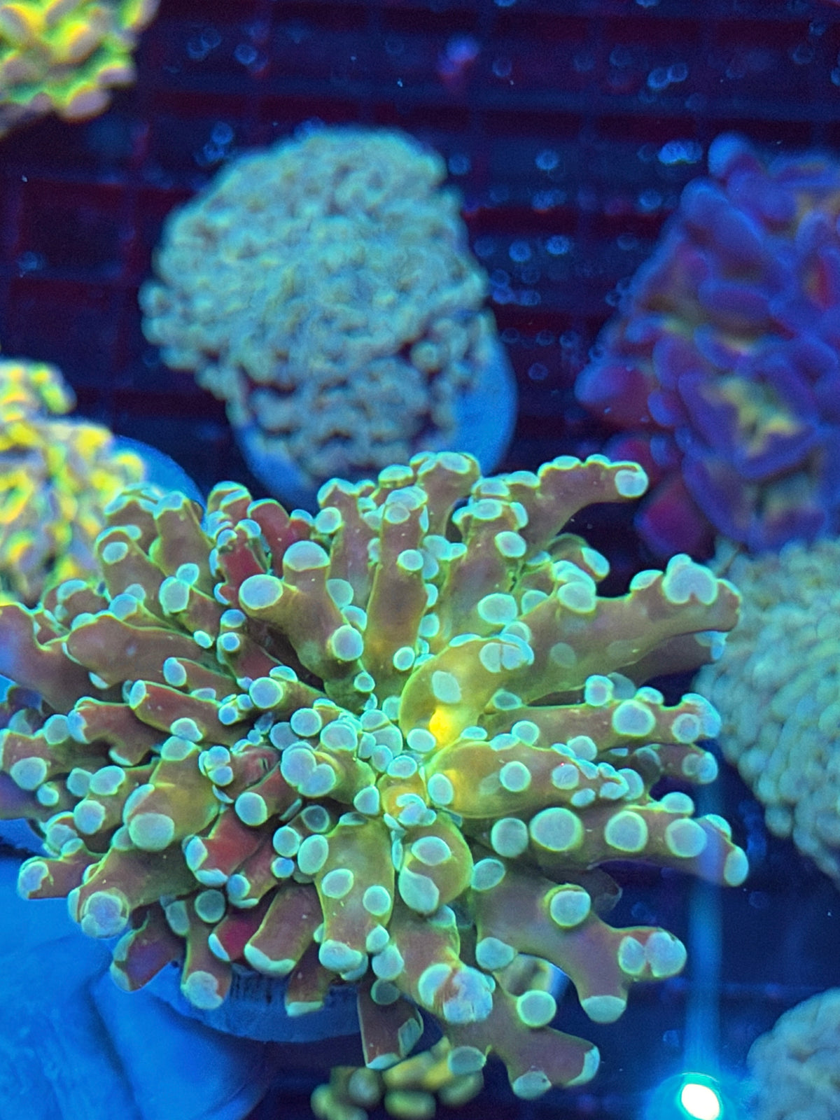 JEA Holy Relic Frogspawn Coral XXL 10/5