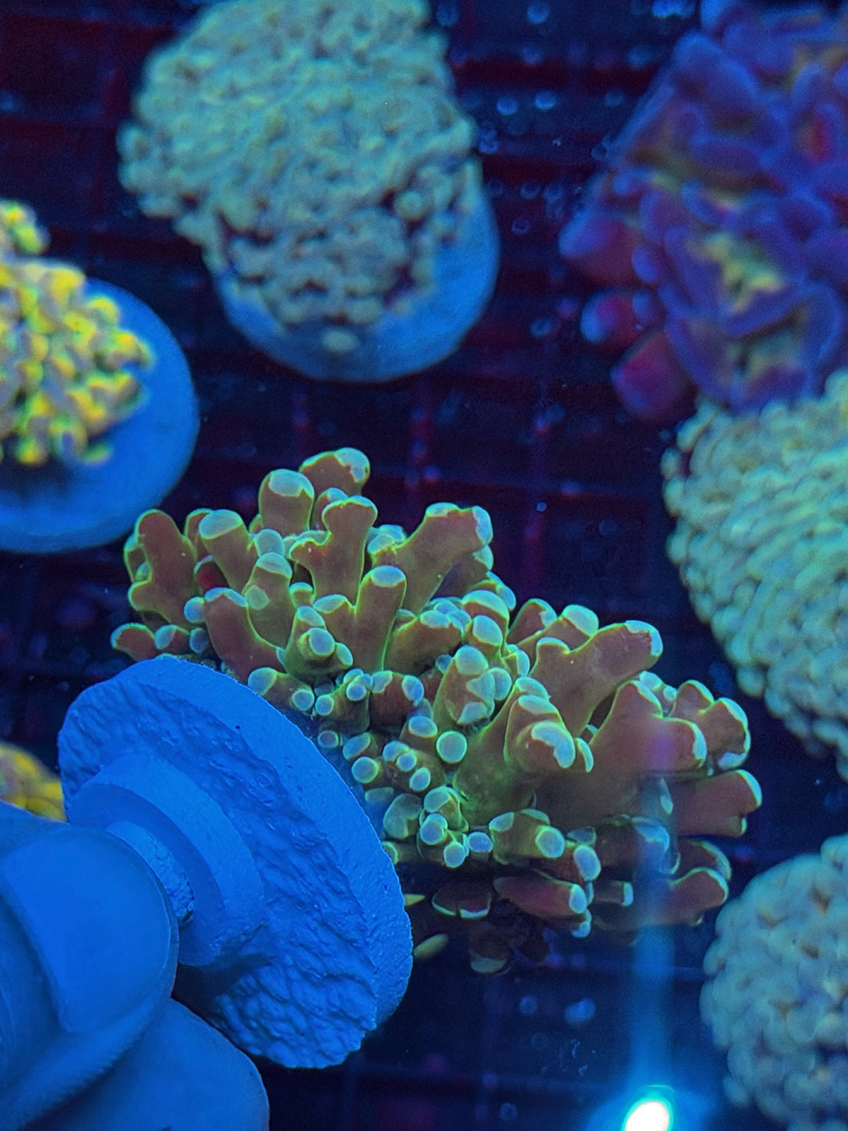 JEA Holy Relic Frogspawn Coral XXL 10/5