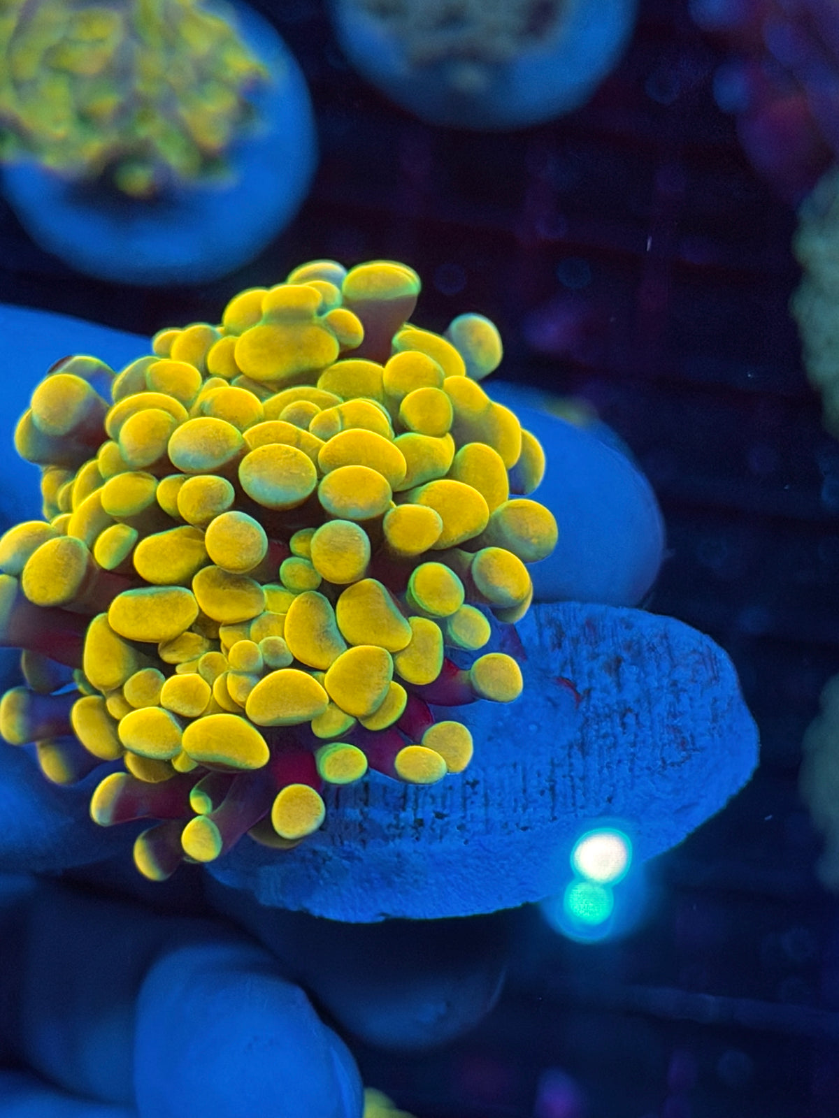 JEA Holy Grail Hammer Coral 2 Heads XL 10/5