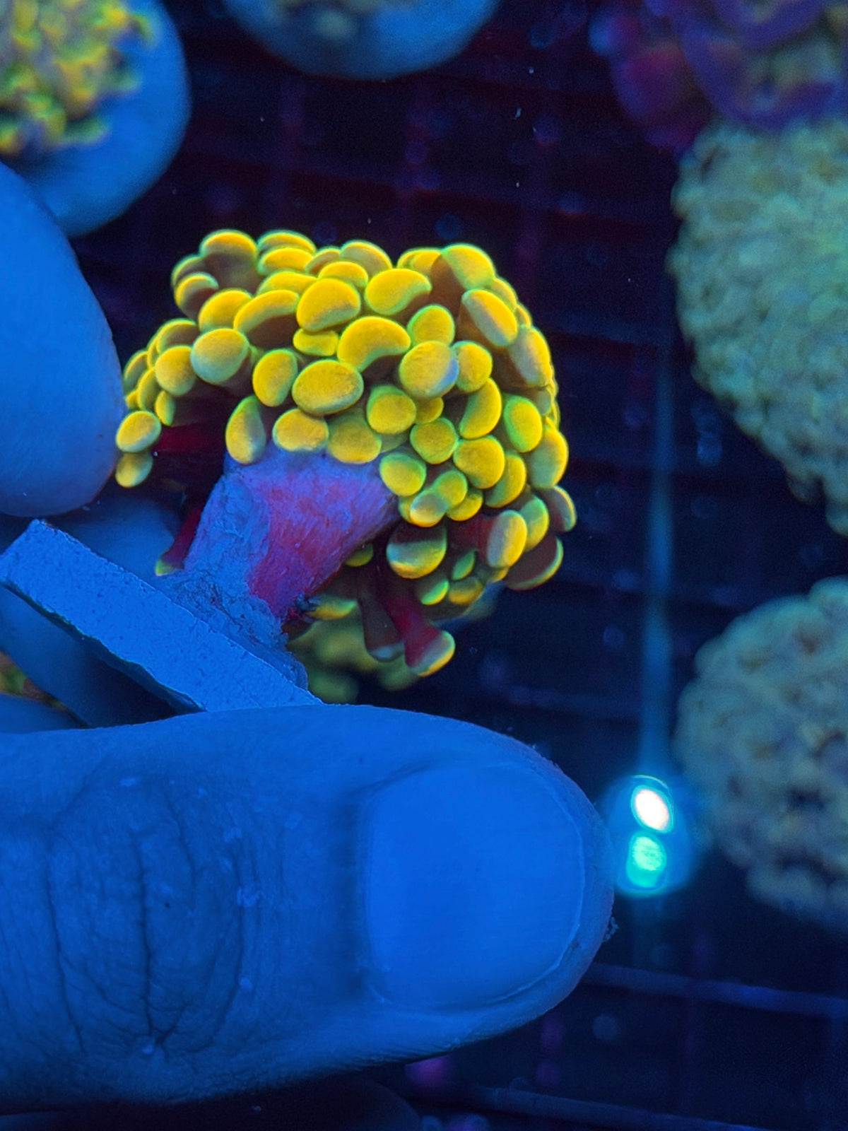 JEA Holy Grail Hammer Coral 2 Heads XL 10/5