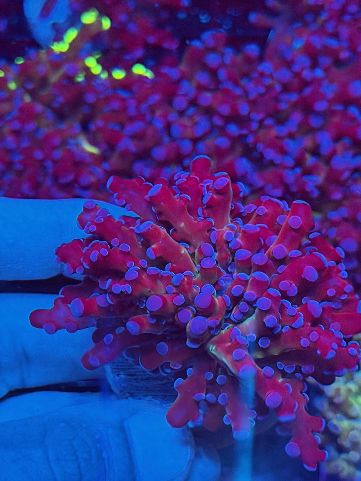 JEA Mardi Gras Frogspawn Coral XXL 10/5