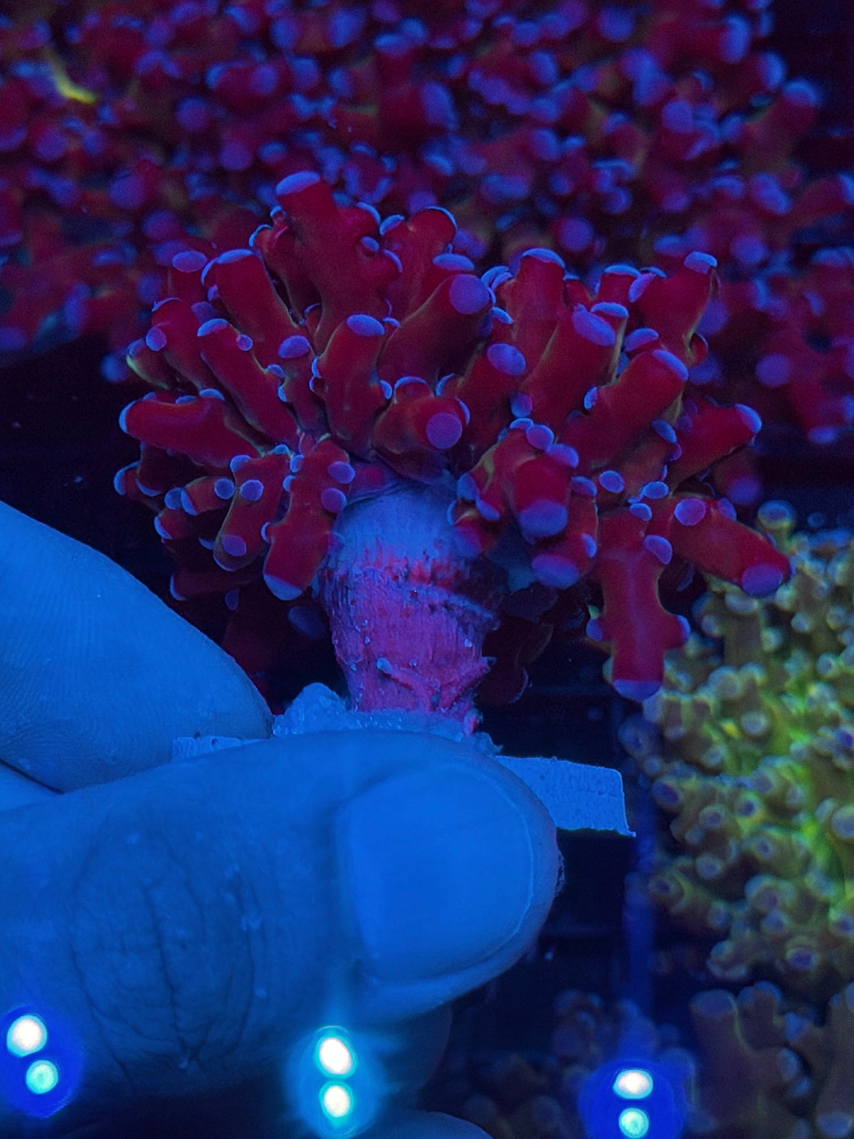 JEA Mardi Gras Frogspawn Coral XXL 10/5