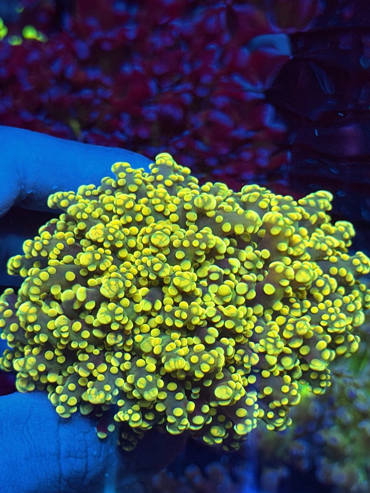 JEA Banana Frogspawn Coral Splitting Cluster to 3 XL BRIGHT 10/5