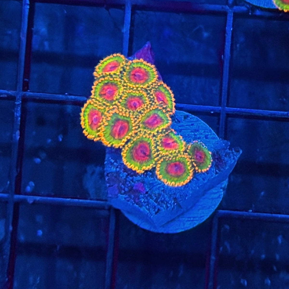 JEA Awesome Blossom Zoanthid Coral Mini Colony 12 Polyps 10/5
