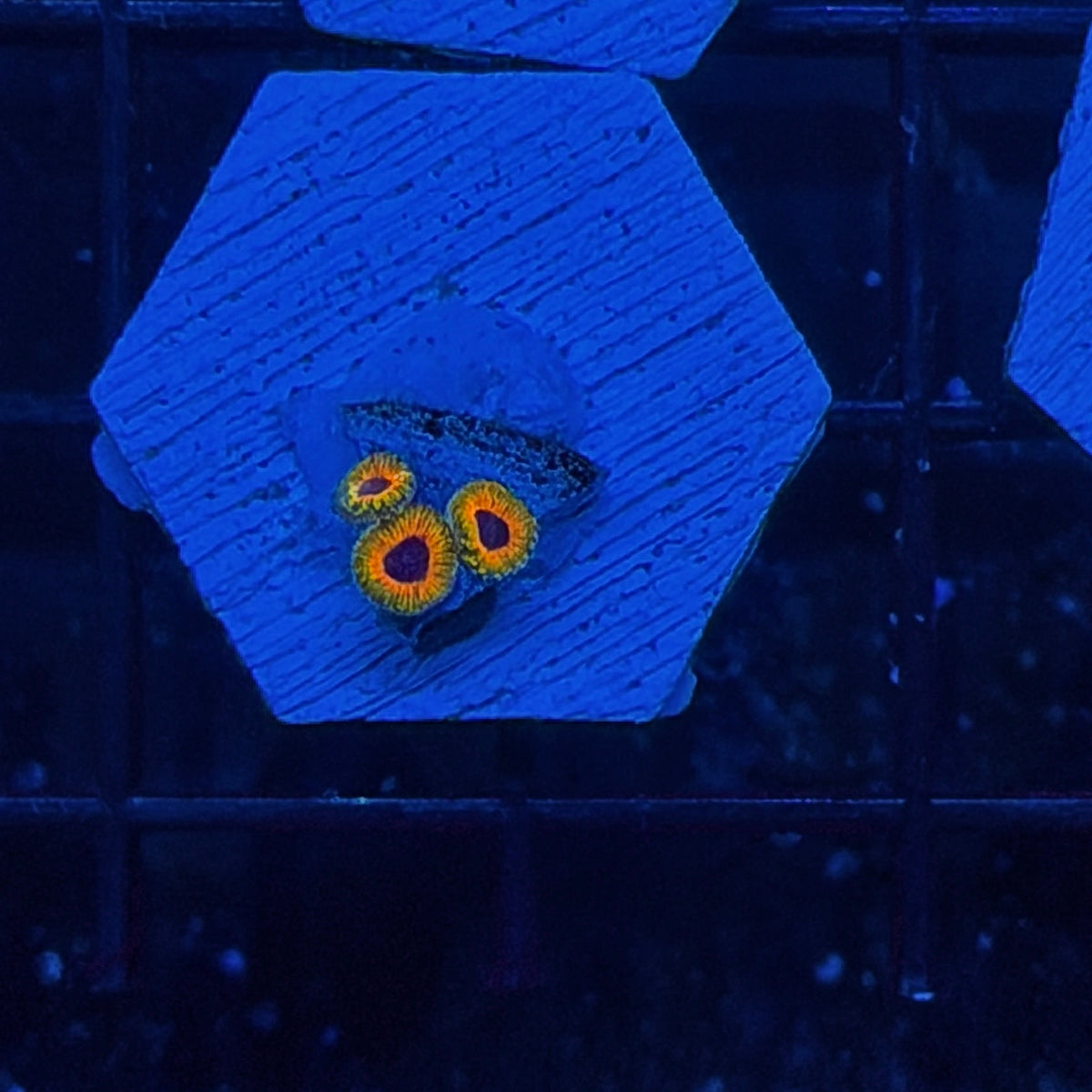 JEA Great Owl Zoanthid Coral 3 Polyps 10/5 *Collectors*