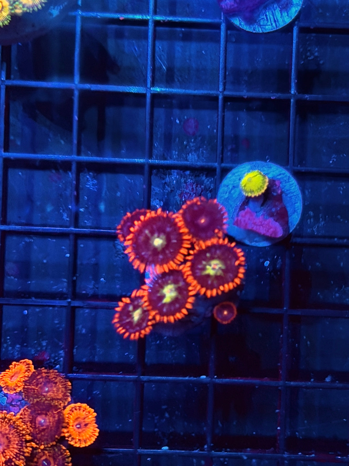 JEA Zoanthid Coral 7 Polyps 10/5
