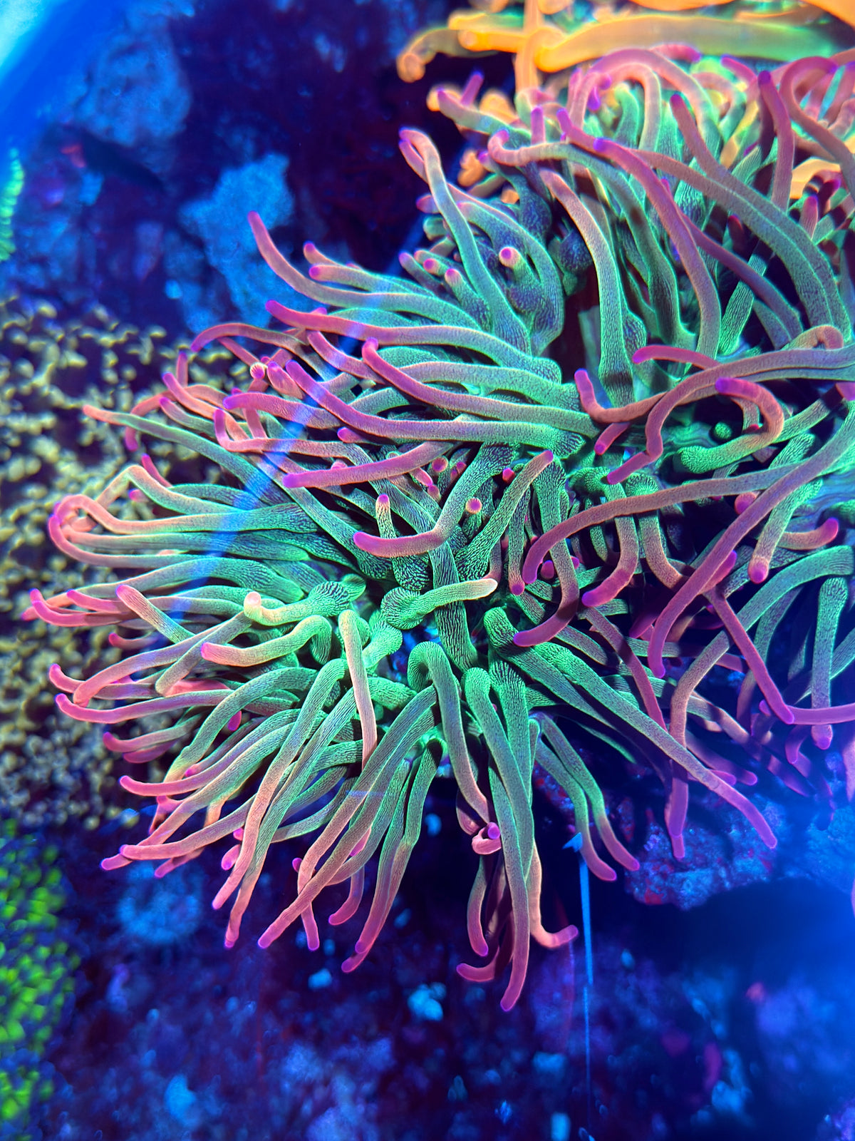 JEA Voodoo Anemone BRIGHT 10/5