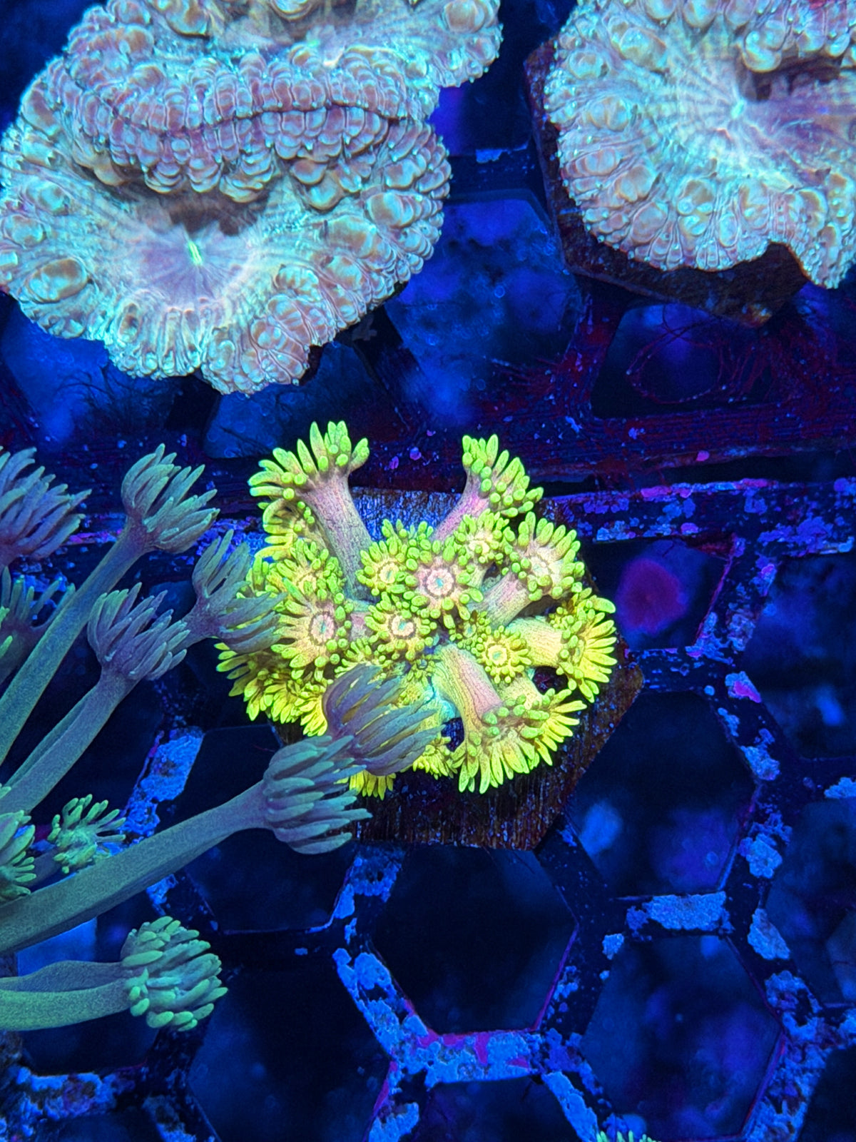JEA Bumblebee Goniopora Coral *New Release* 10/10