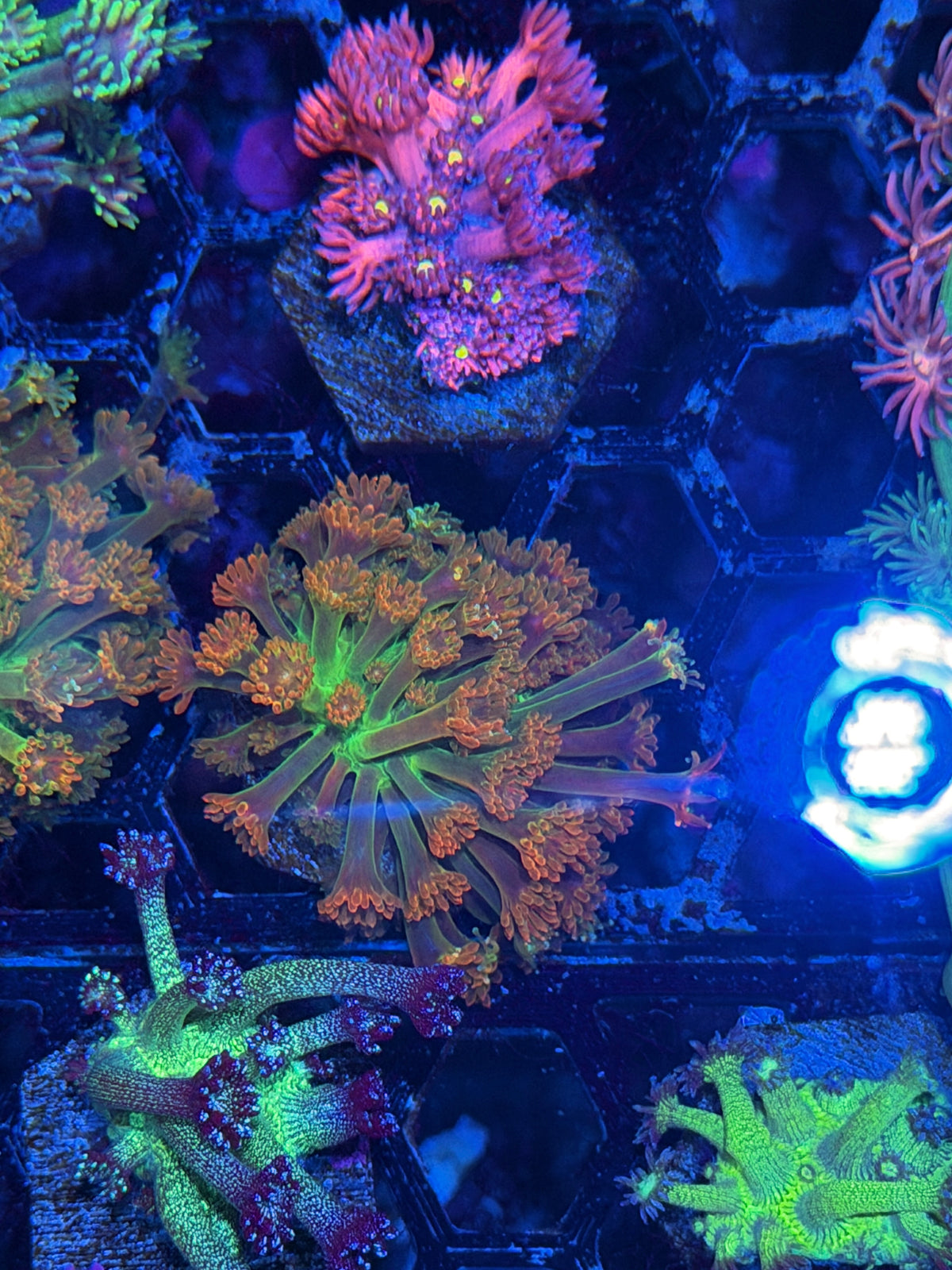 JEA Heatwave Goniopora Coral 10/11
