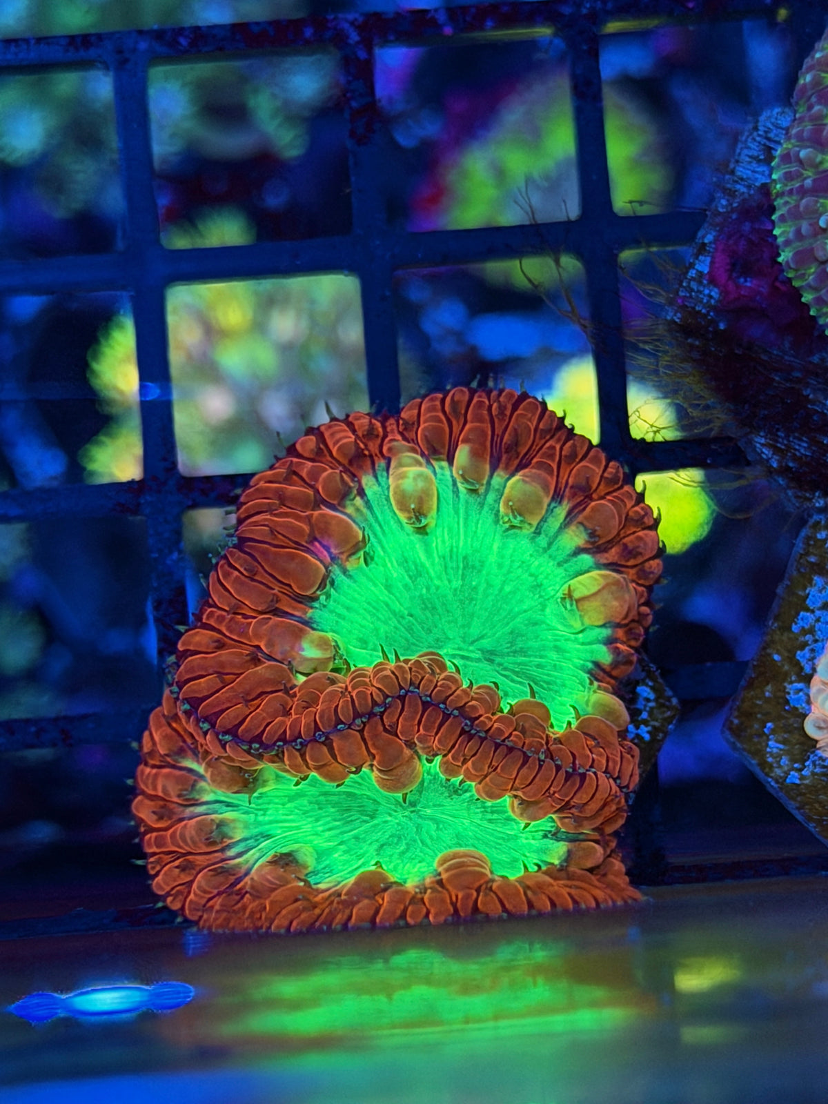 JEA Pulse Blast Blastomusa Coral 2 Heads XL 10/11
